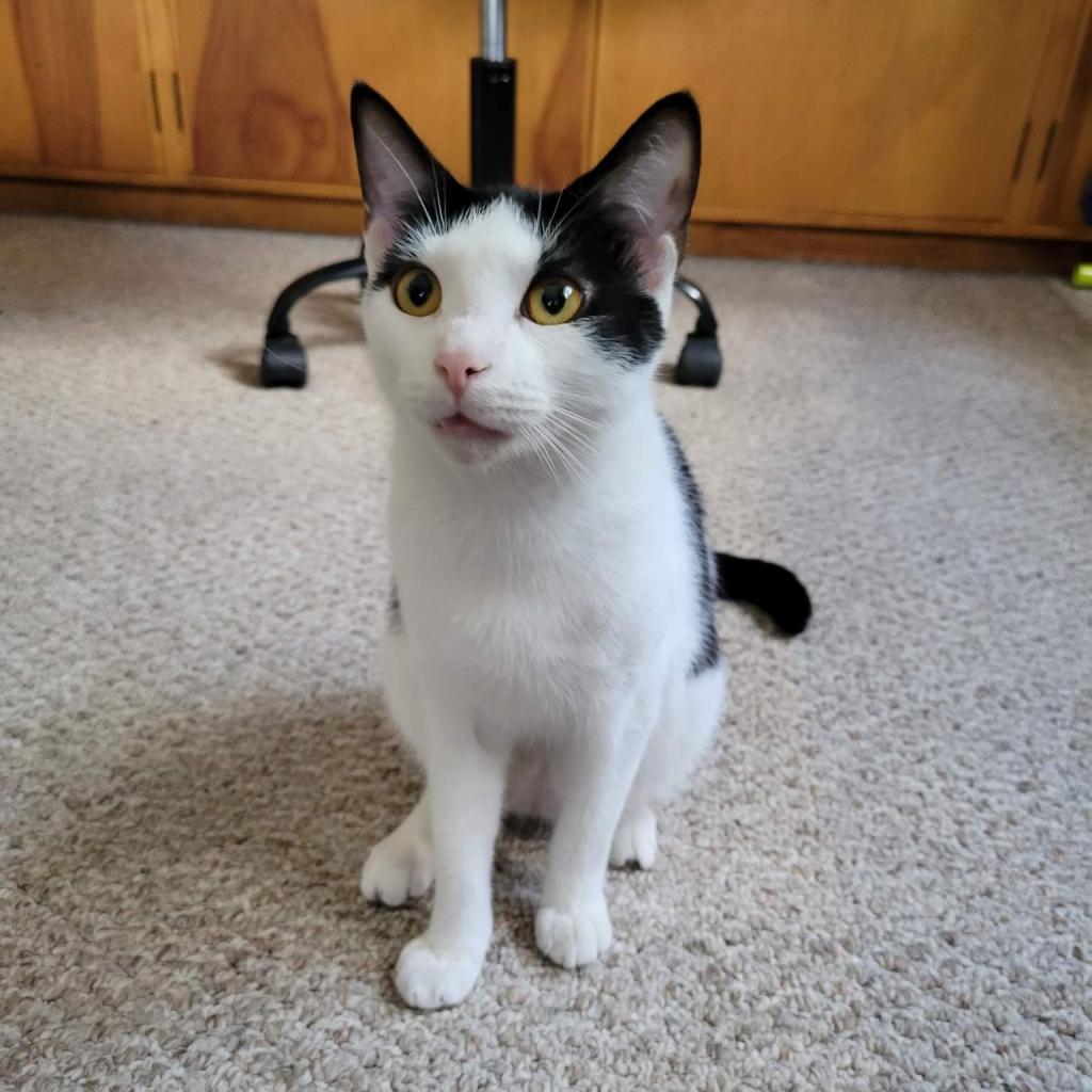 Enlarge Hawkeye, a Adoptable Domestic Short Hair in Winchester, VA image 1/6