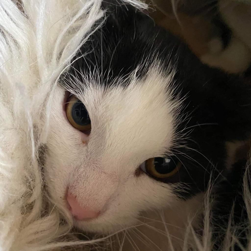 Hawkeye, a Adoptable Domestic Short Hair image 2/6