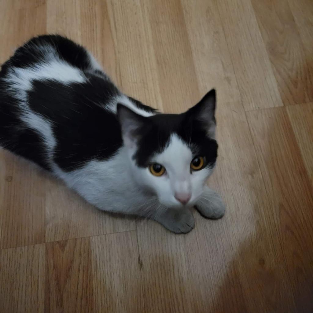 Hawkeye, a Adoptable Domestic Short Hair image 4/6