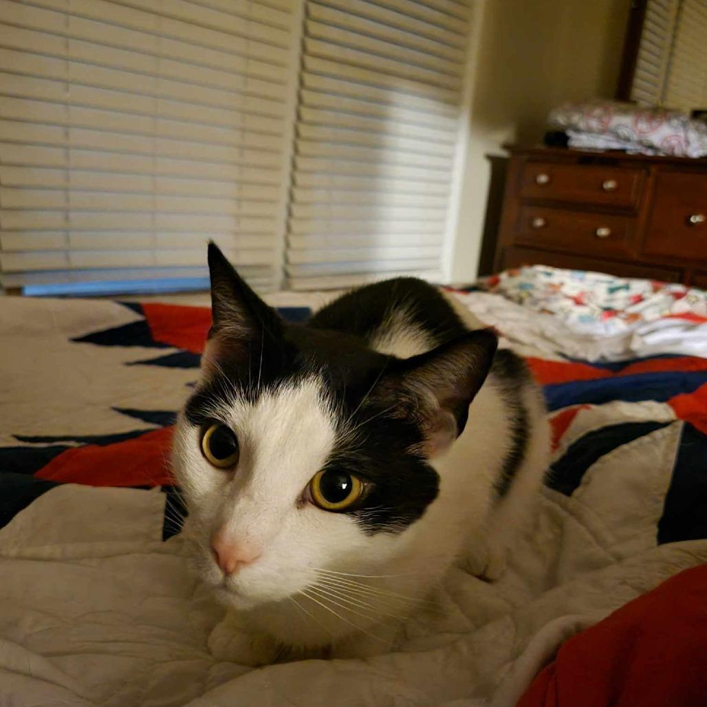 Enlarge Hawkeye, a Adoptable Domestic Short Hair in Winchester, VA image 4/6