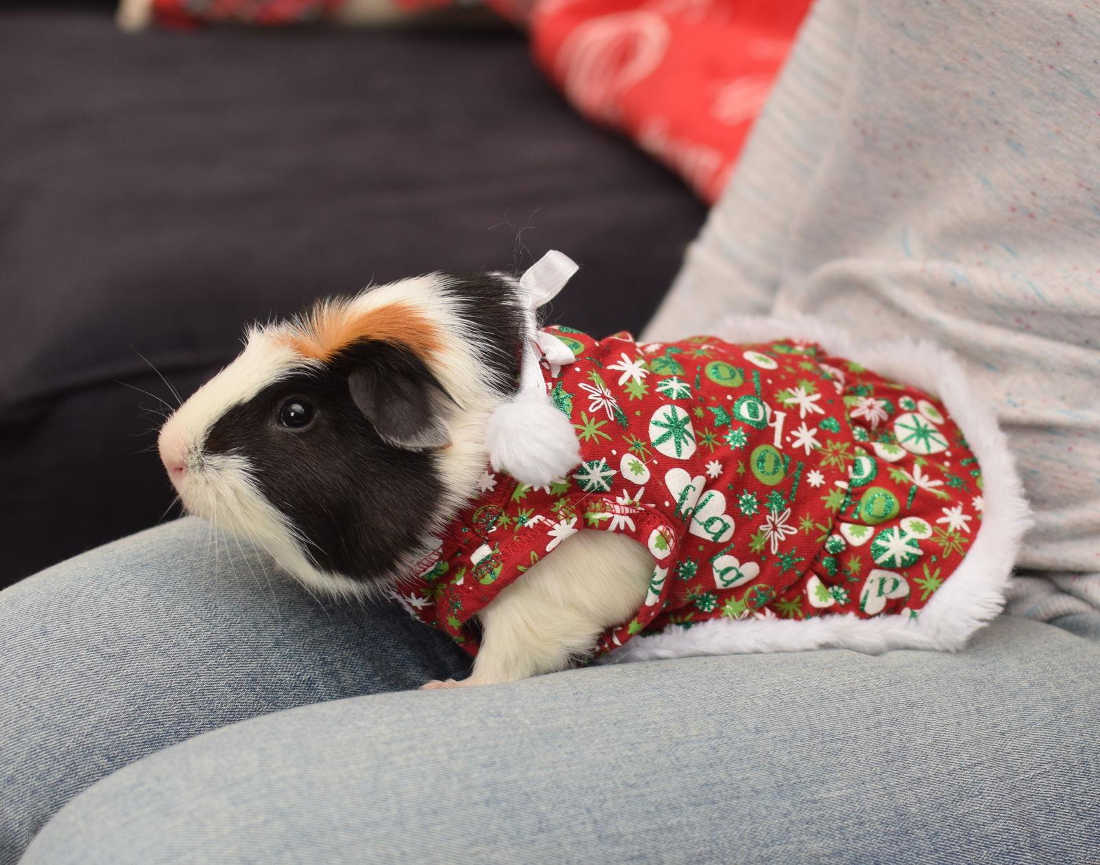 Enlarge Lizard & Spock, a Adoptable Guinea Pig in Hockessin, DE image 1/3