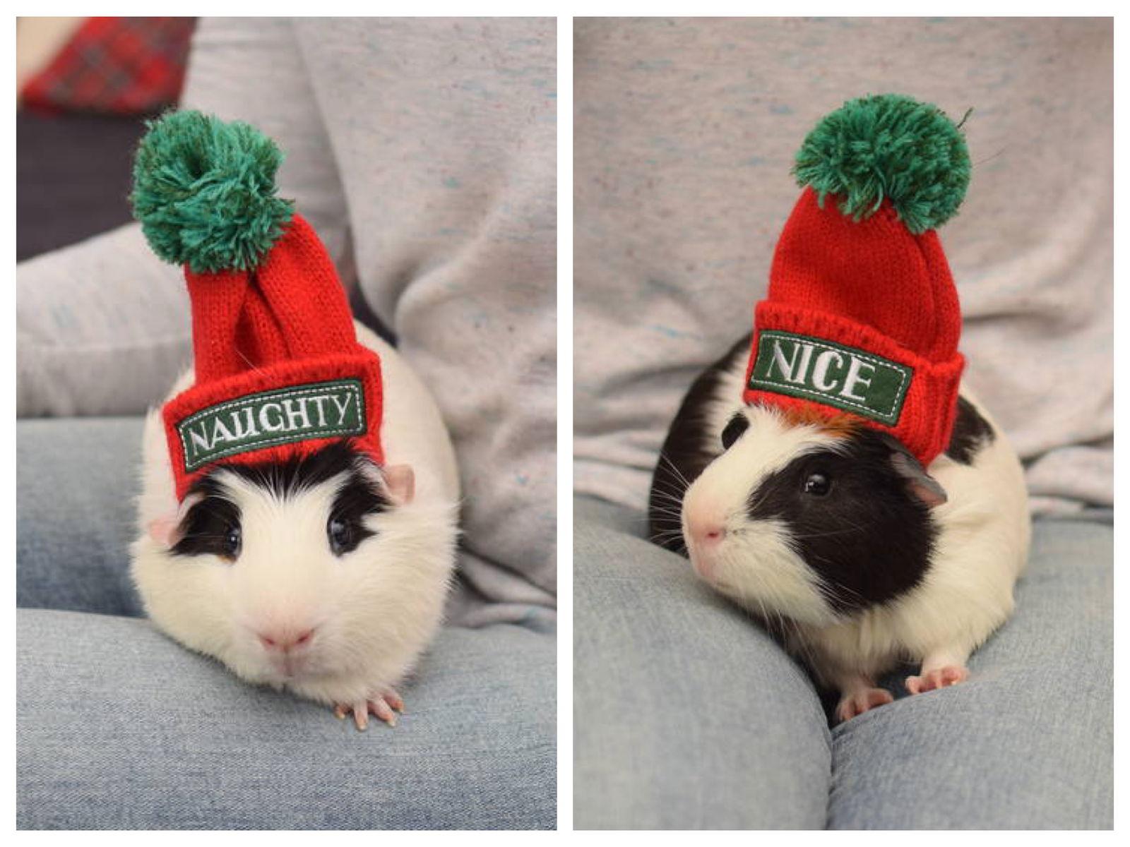 Enlarge Lizard & Spock, a Adoptable Guinea Pig in Hockessin, DE image 2/3