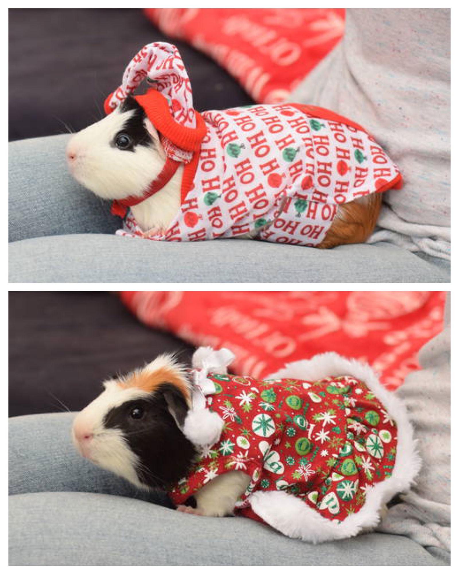 Enlarge Lizard & Spock, a Adoptable Guinea Pig in Hockessin, DE image 3/3