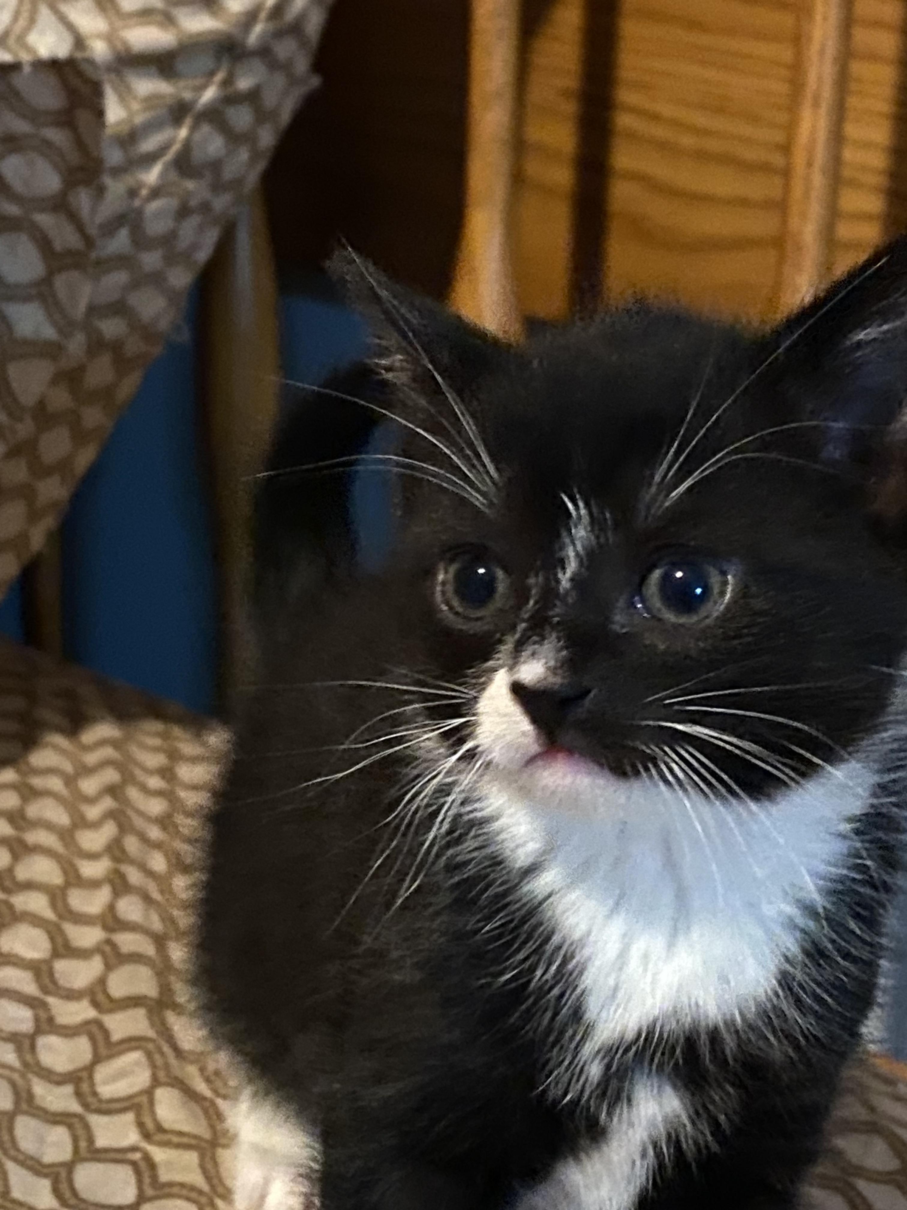 Rosie, Adopted, Adult Female Domestic Short Hair.