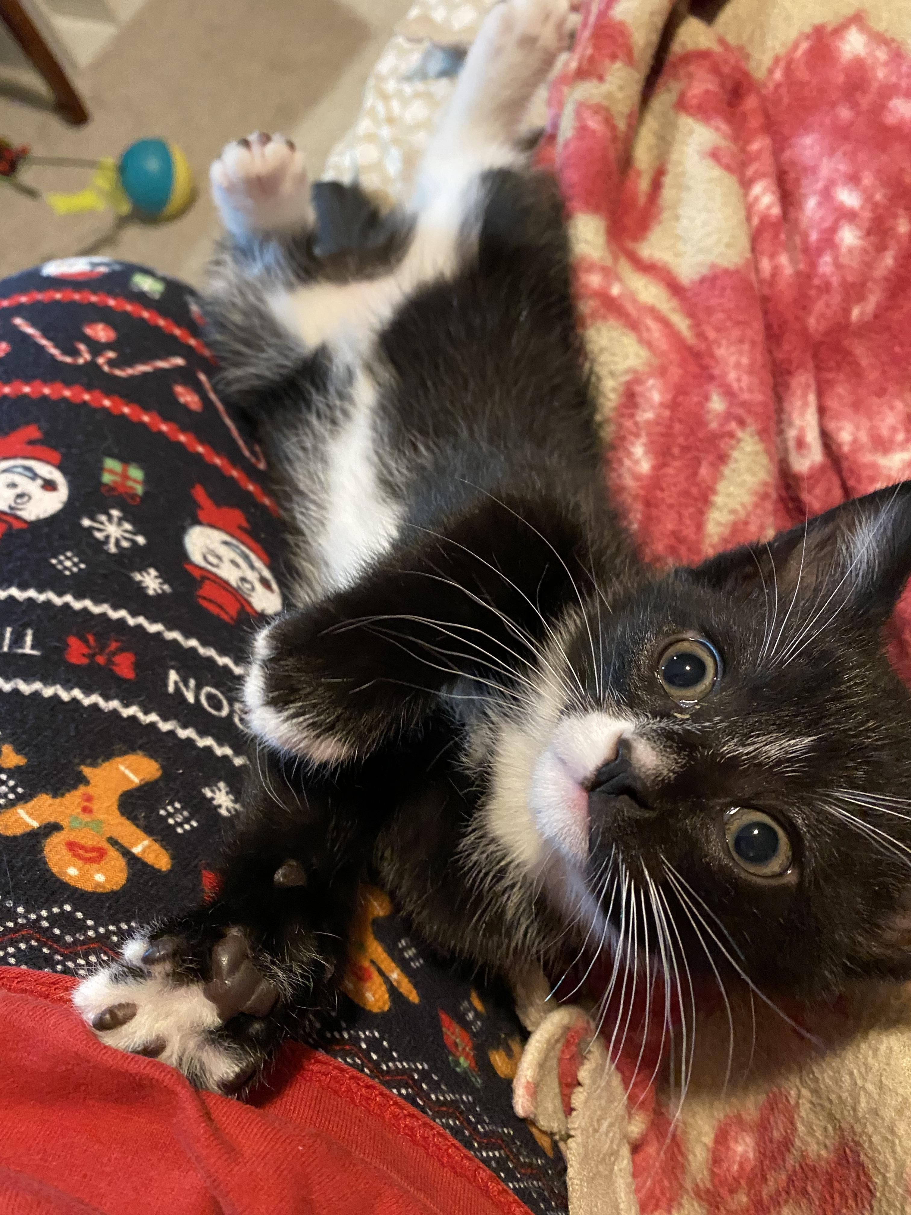 Enlarge Rosie, a Adopted Domestic Short Hair in Terryville, CT image 2/6