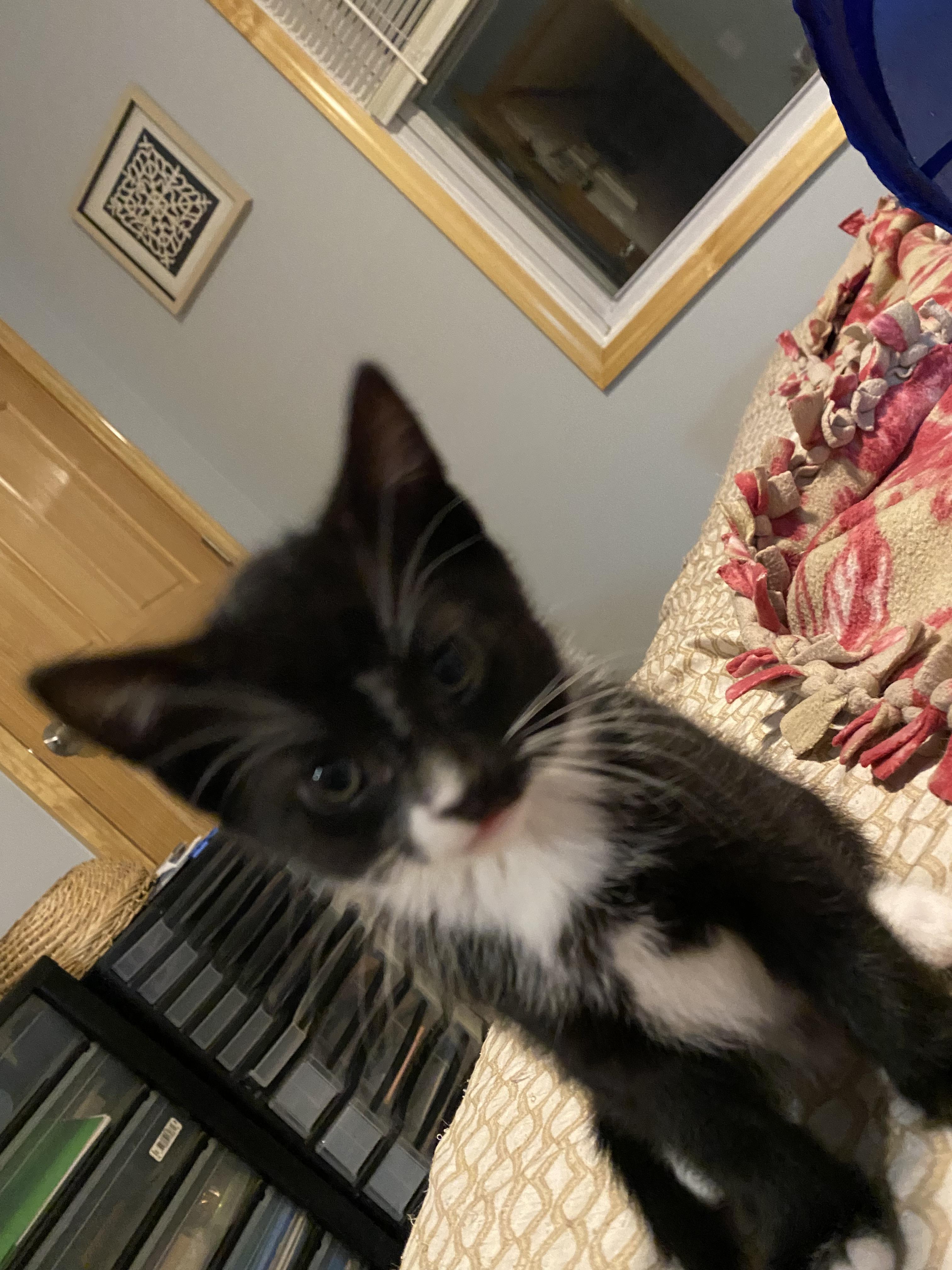 Enlarge Rosie, a Adopted Domestic Short Hair in Terryville, CT image 3/6