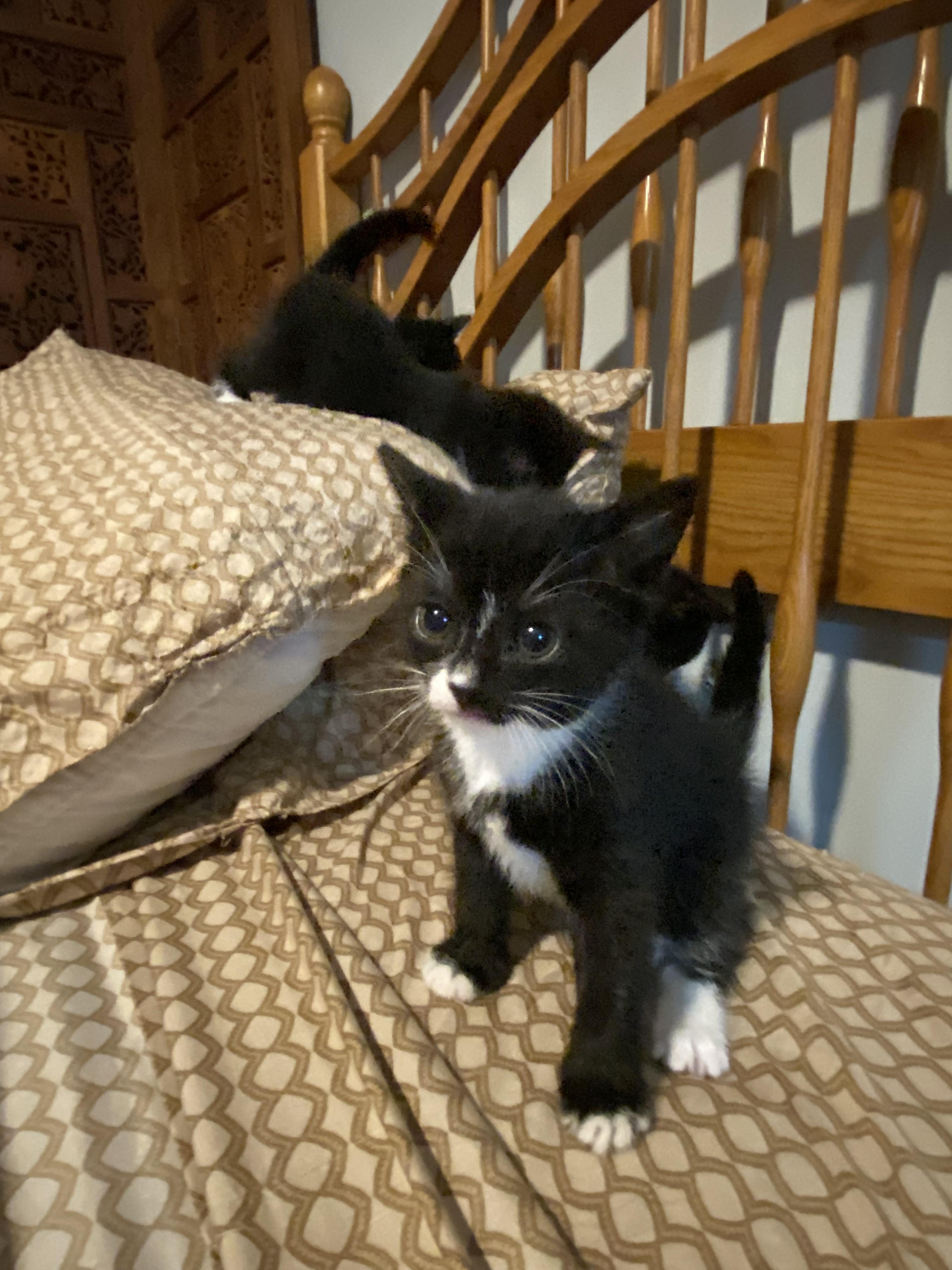 Enlarge Rosie, a Adopted Domestic Short Hair in Terryville, CT image 4/6