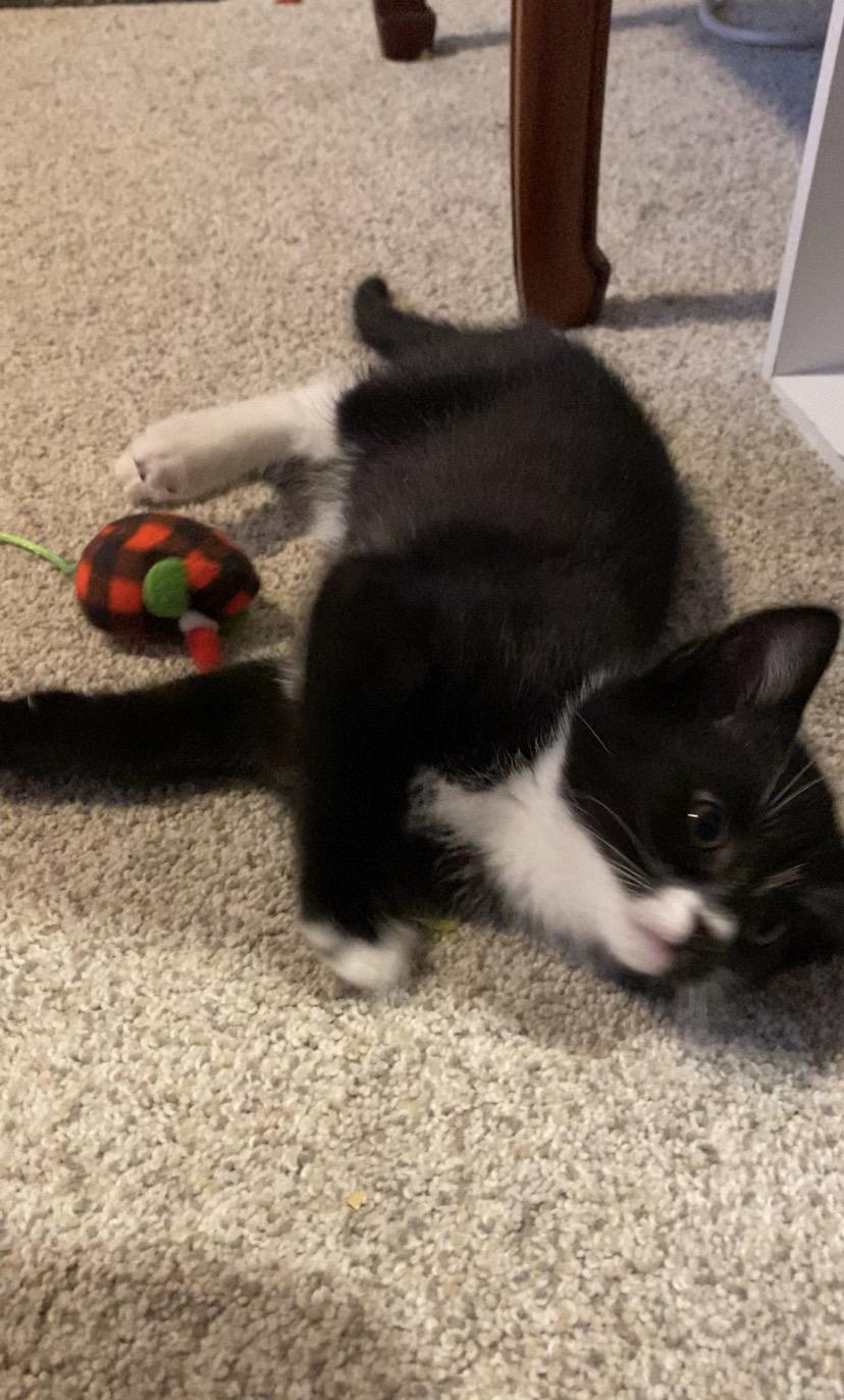 Enlarge Rosie, a Adopted Domestic Short Hair in Terryville, CT image 5/6