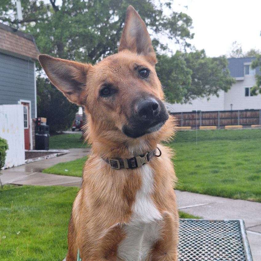 Wolfie, Adopted, Young Male German Shepherd Dog.