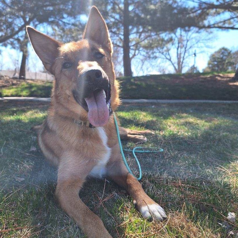 Enlarge Wolfie, a Adopted German Shepherd Dog in Westminster, CO image 3/4