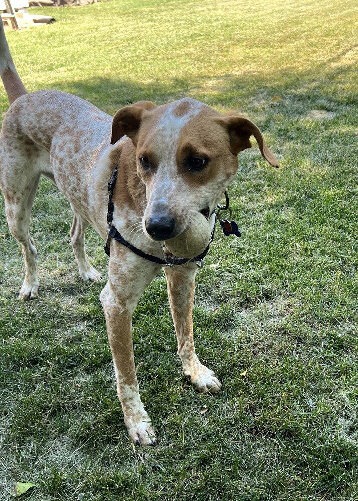 Jax, Adoptable, Adult Male Hound.
