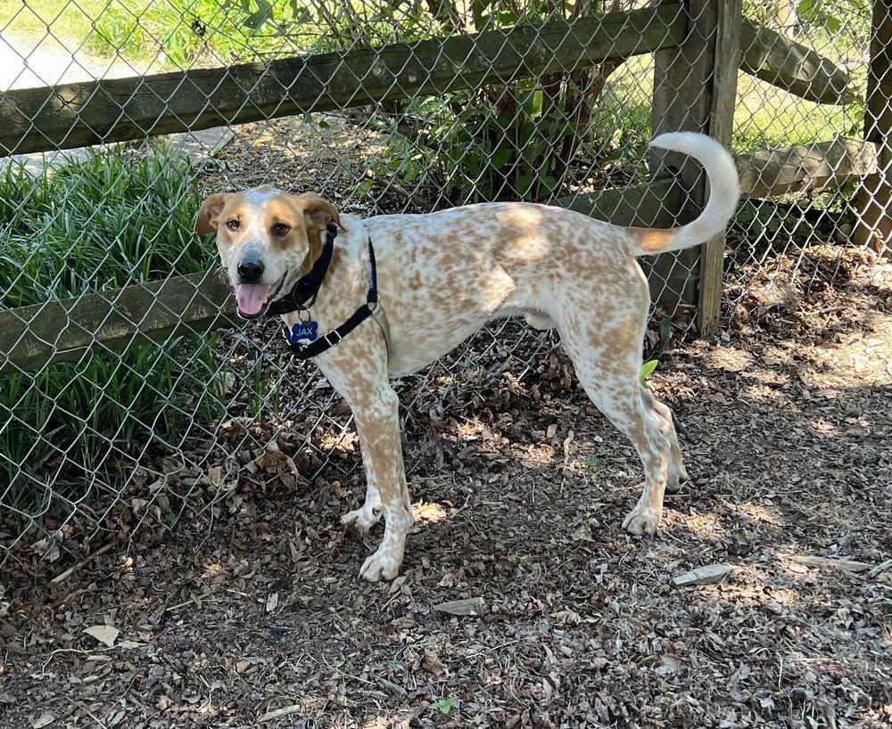 Jax, a Adoptable Hound in Candler, NC image 2/3