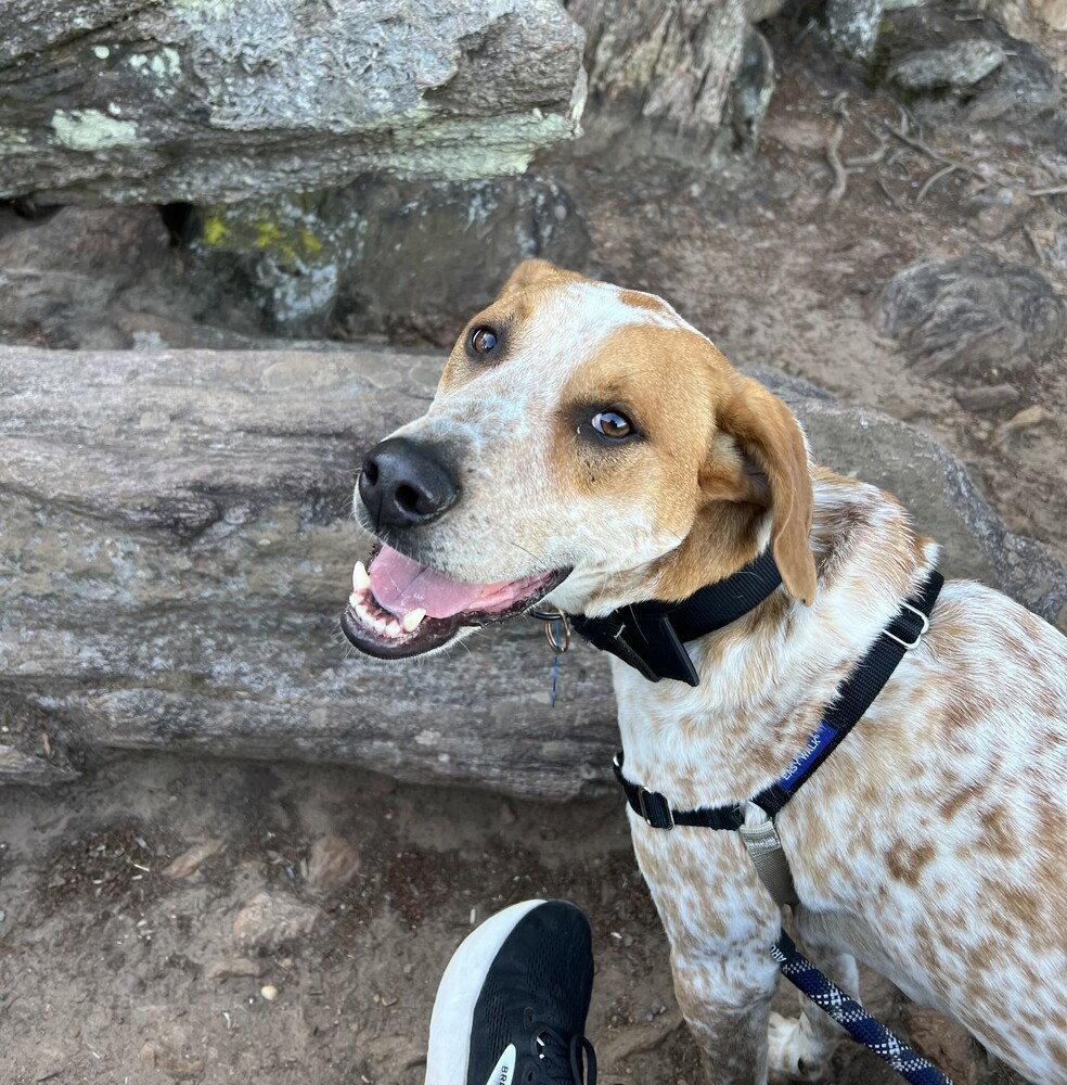 Jax, a Adoptable Hound in Candler, NC image 3/3