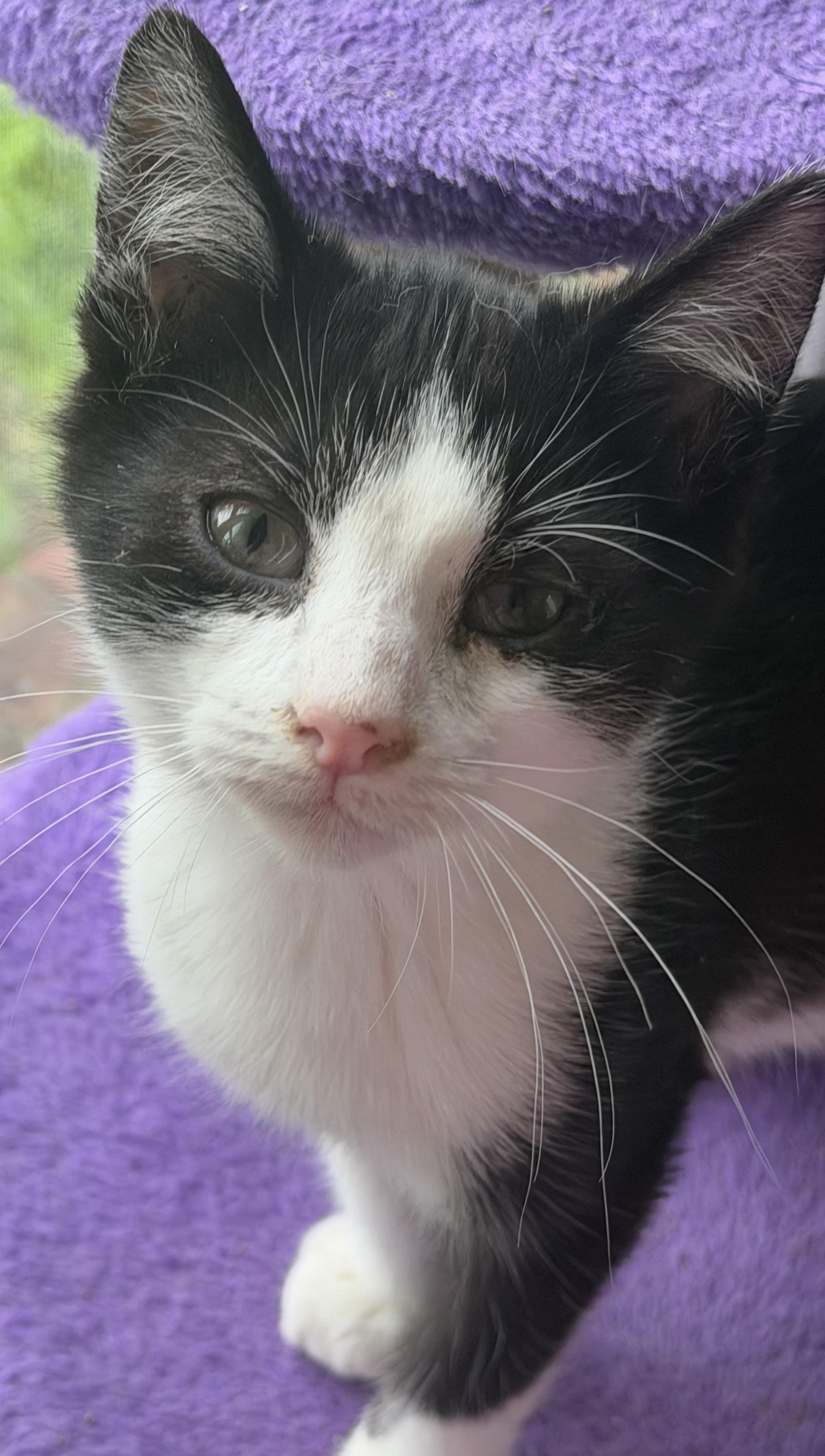 Enlarge Jinu, a Adopted Domestic Short Hair in Kirklin, IN image 2/4
