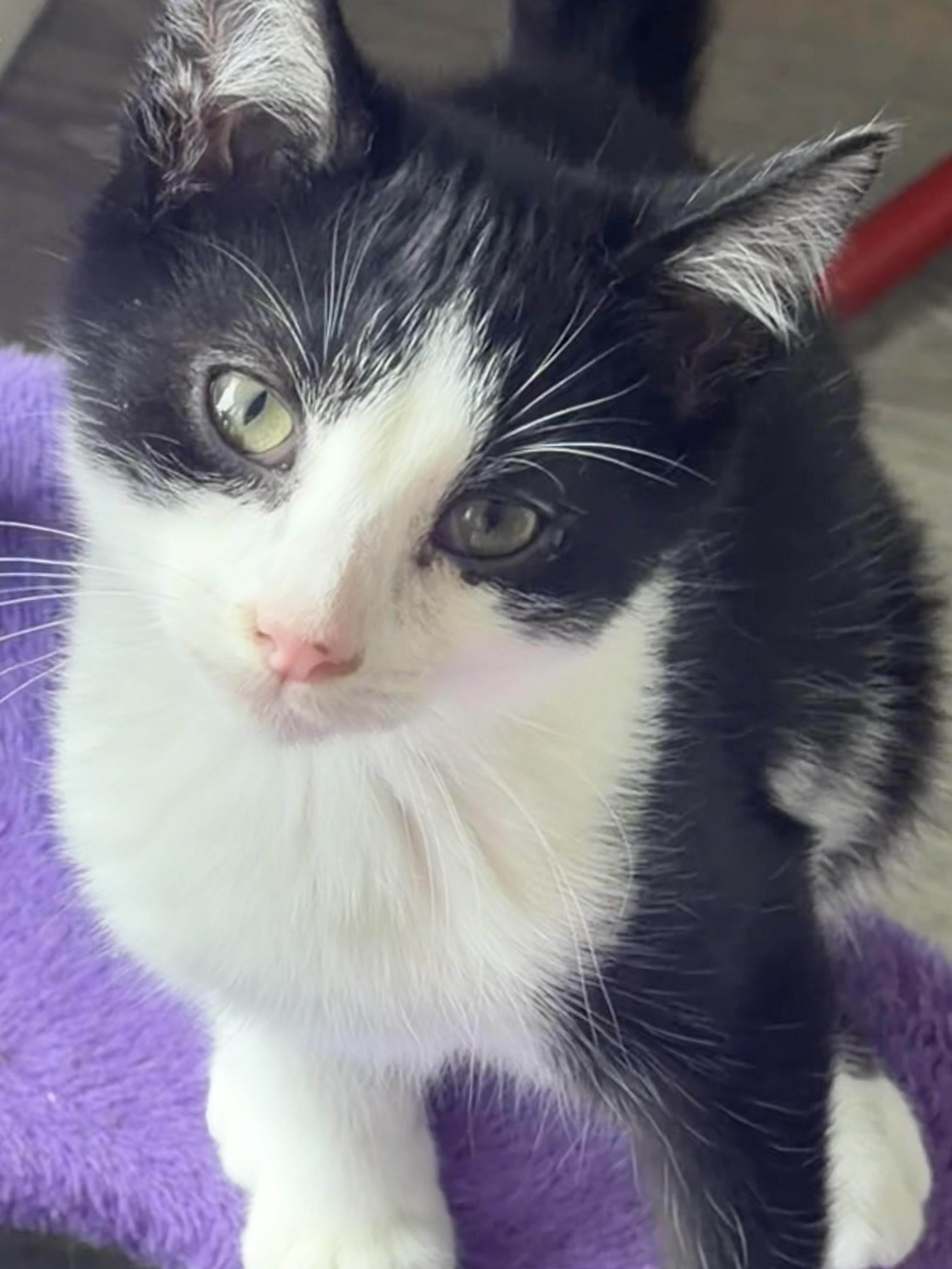 Enlarge Jinu, a Adopted Domestic Short Hair in Kirklin, IN image 1/4