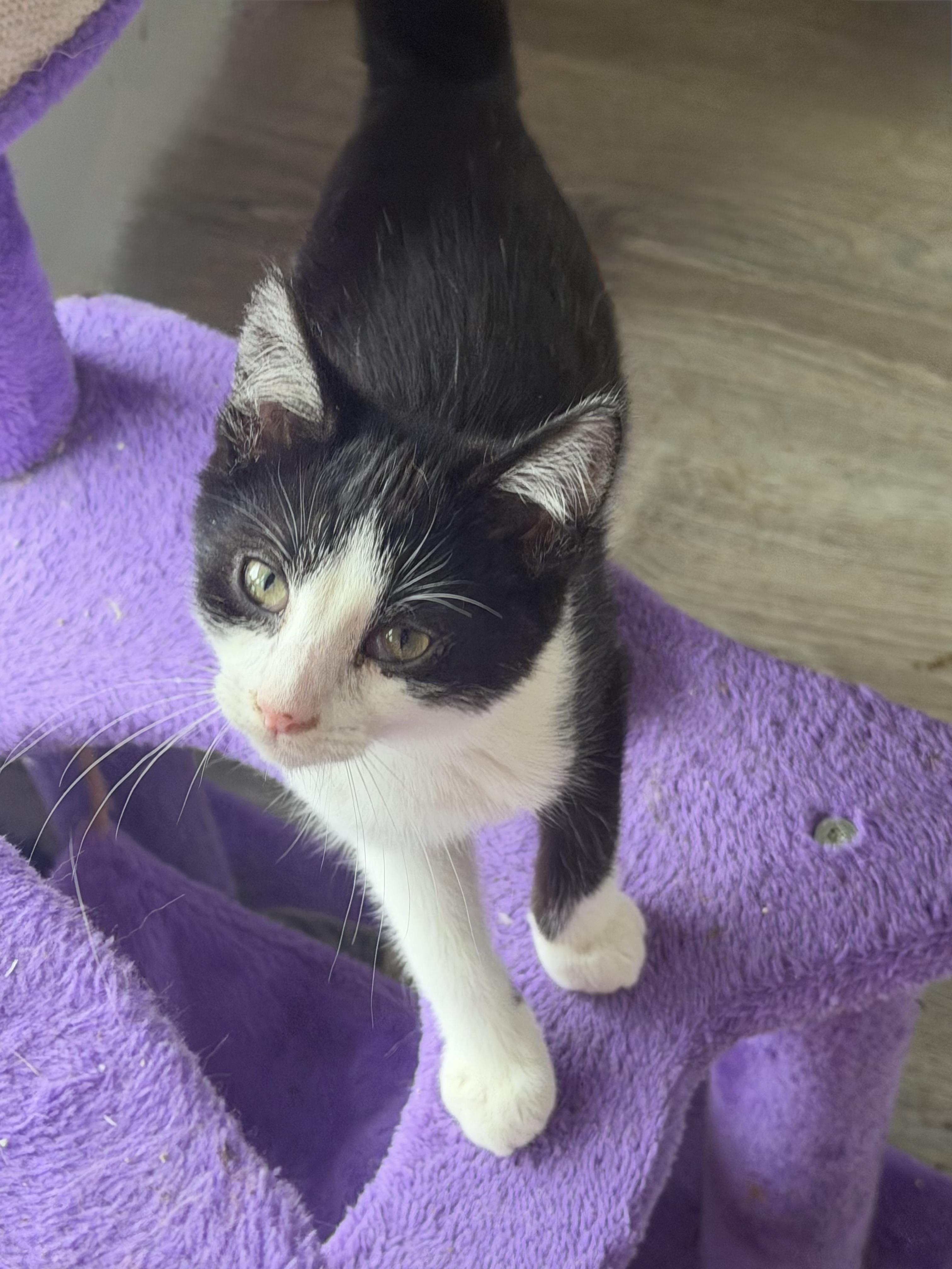 Enlarge Jinu, a Adopted Domestic Short Hair in Kirklin, IN image 4/4