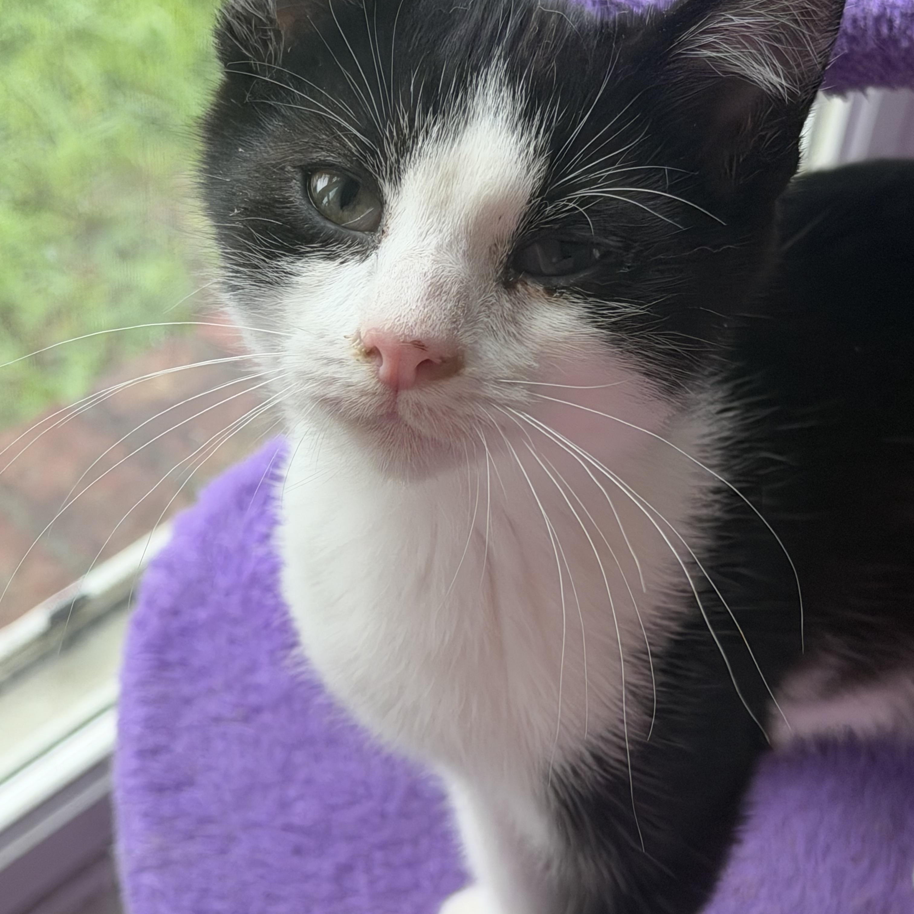 Enlarge Jinu, a Adopted Domestic Short Hair in Kirklin, IN image 3/4