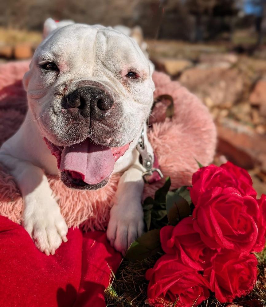 Tychus, Adoptable, Senior Male American Bulldog.