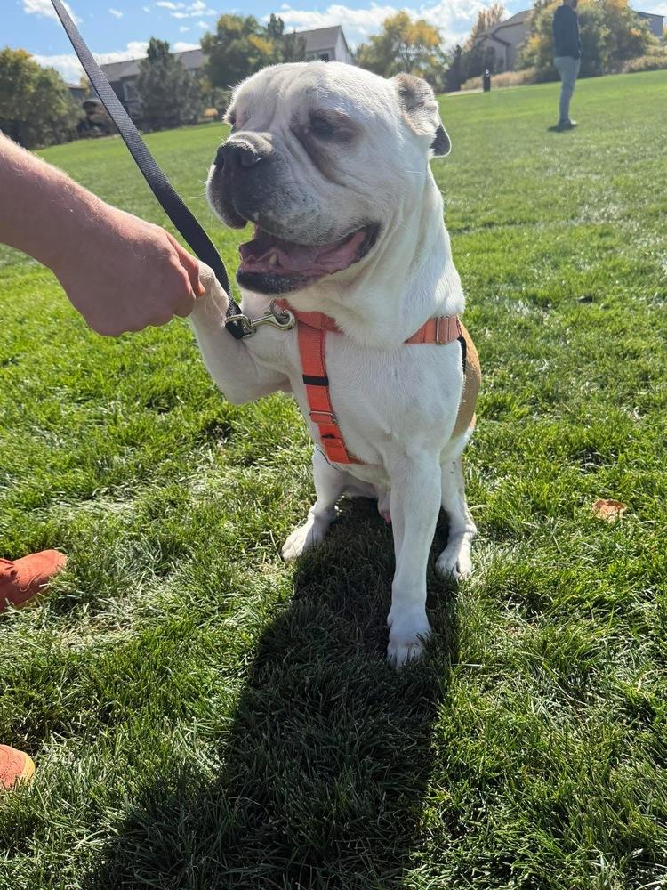 Tychus, Adoptable, Senior Male American Bulldog.