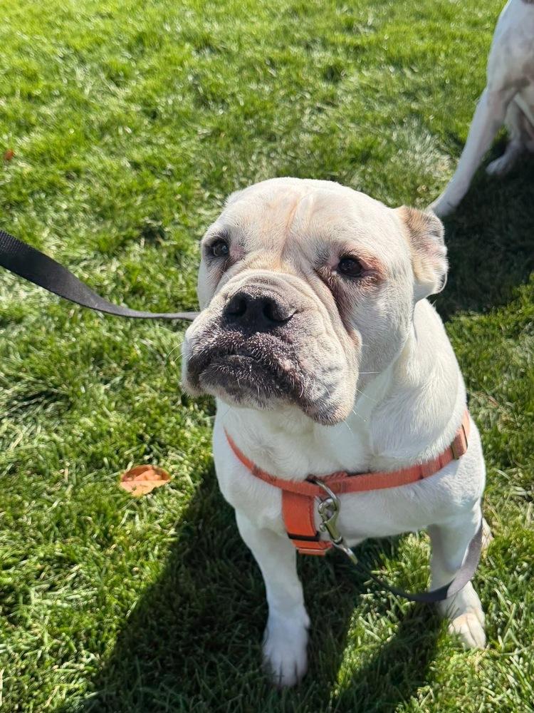 Tychus, a Adoptable mixed breed in Denver, CO image 2/6