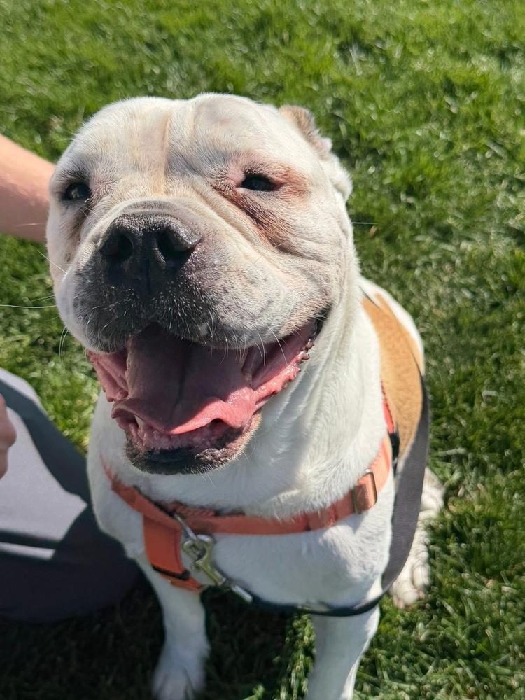 Tychus, a Adoptable mixed breed in Denver, CO image 5/6