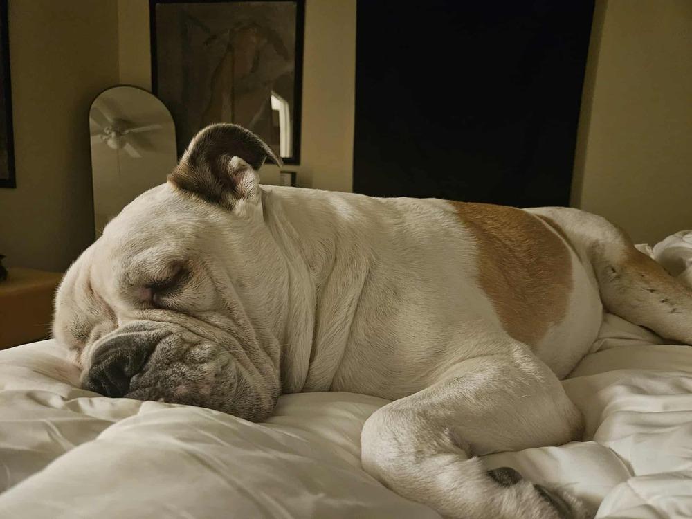 Tychus, a Adoptable mixed breed in Denver, CO image 6/6