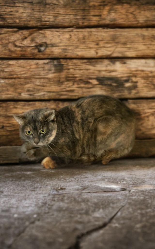 Karen, Adoptable, Adult Female Domestic Short Hair.