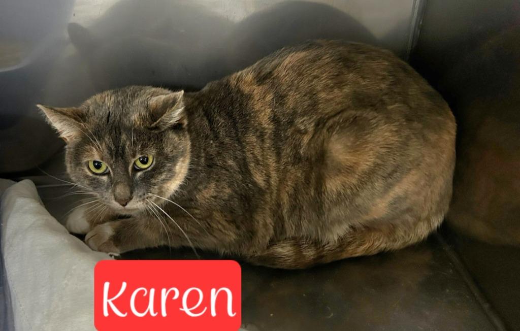 Enlarge Karen, a Adoptable mixed breed in Jim Thorpe, PA image 2/2