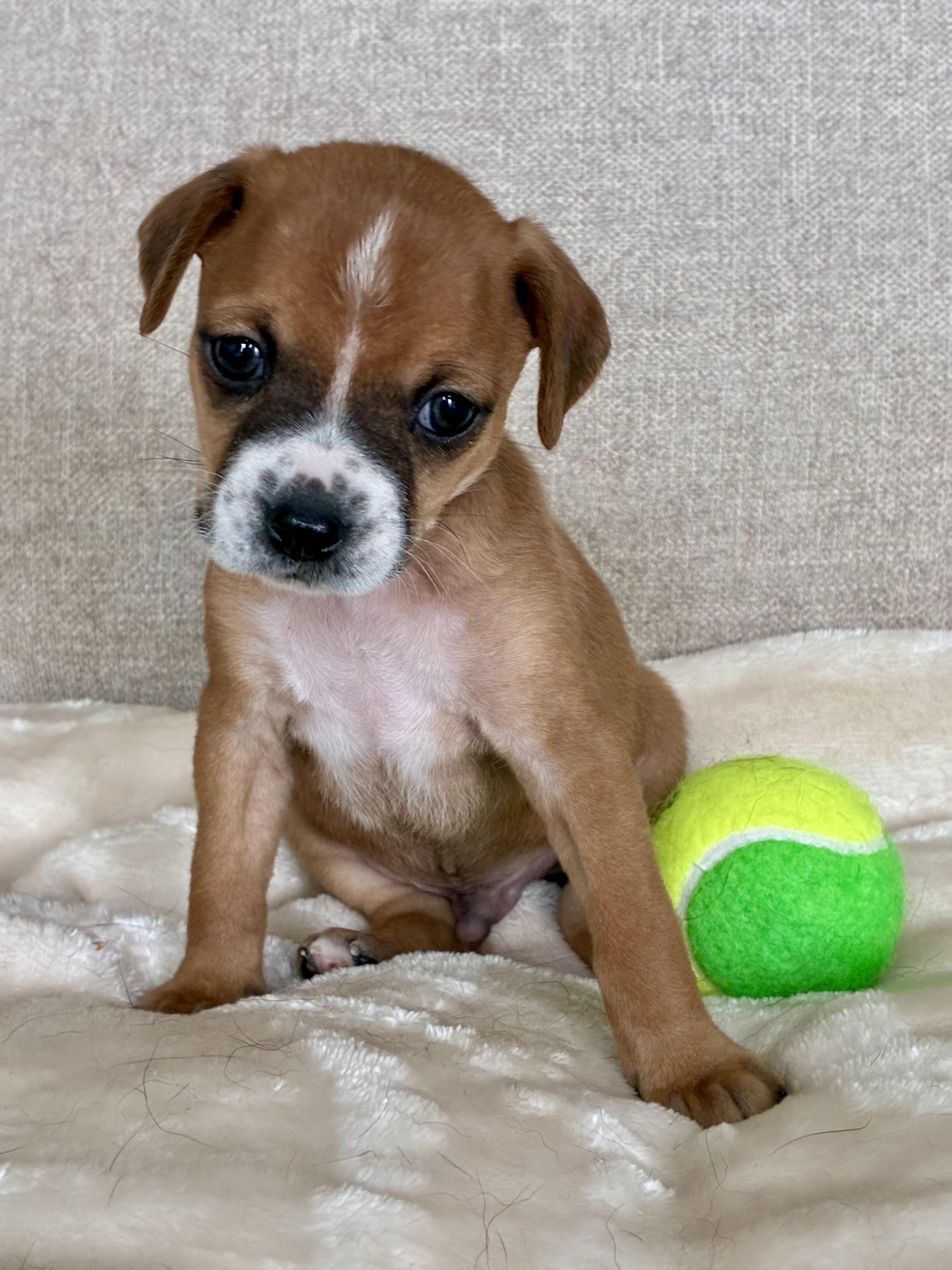 Enlarge Carl Dean, a Adoptable mixed breed in Rock Hill, SC image 3/5