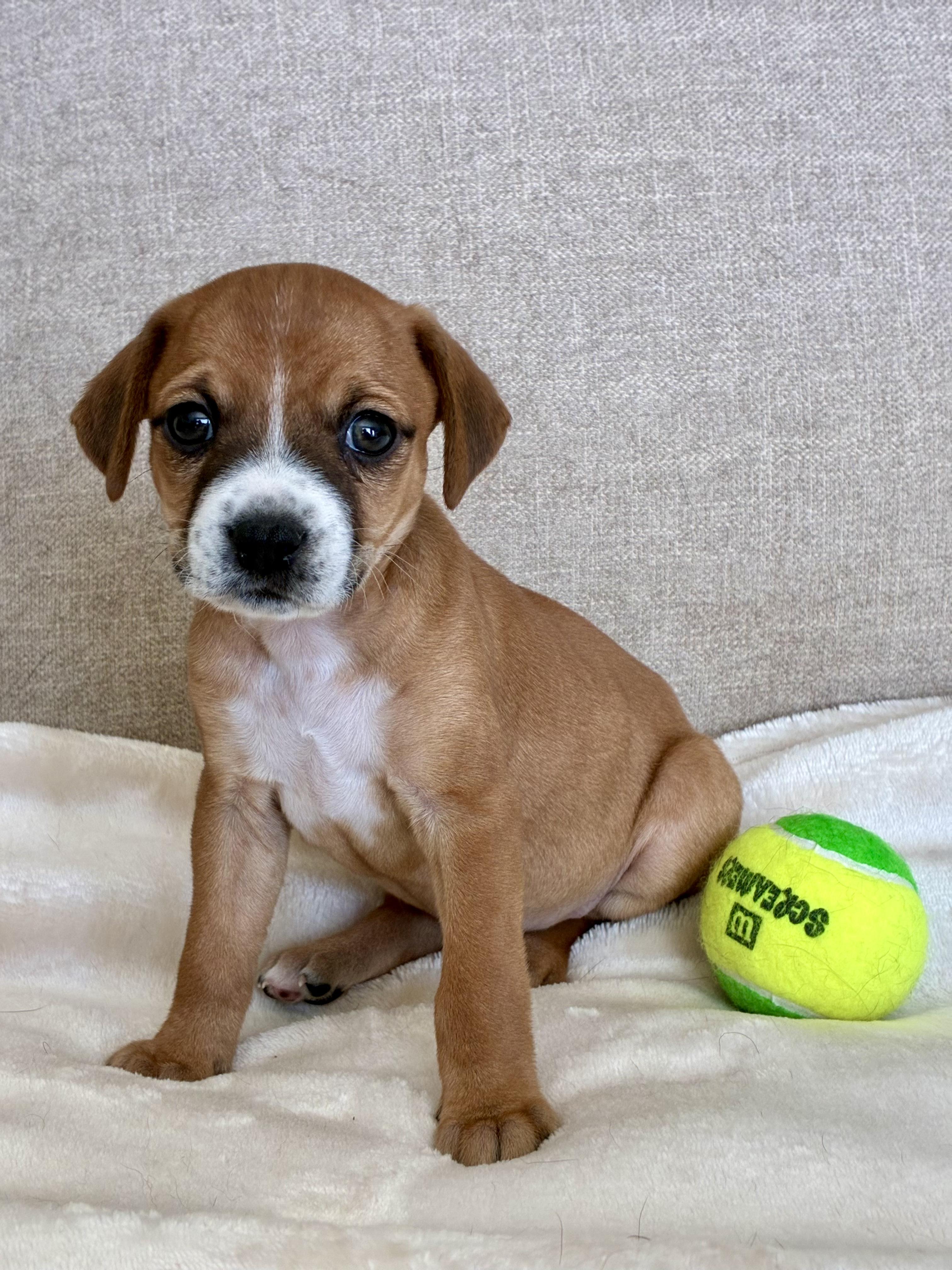Enlarge Carl Dean, a Adoptable mixed breed in Rock Hill, SC image 2/5