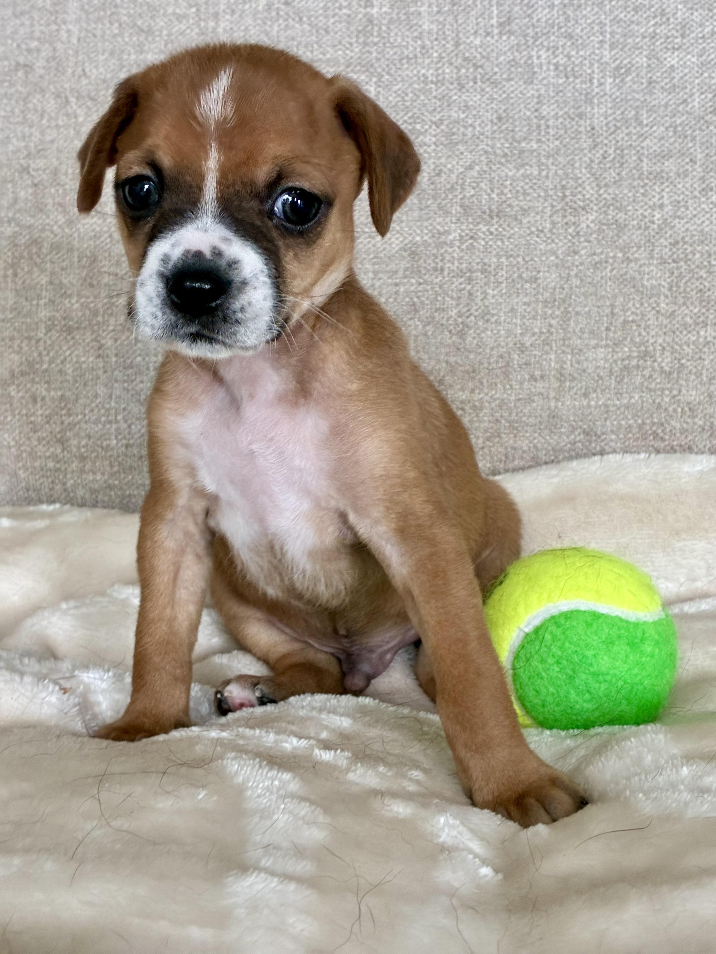 Enlarge Carl Dean, a Adoptable mixed breed in Rock Hill, SC image 4/5