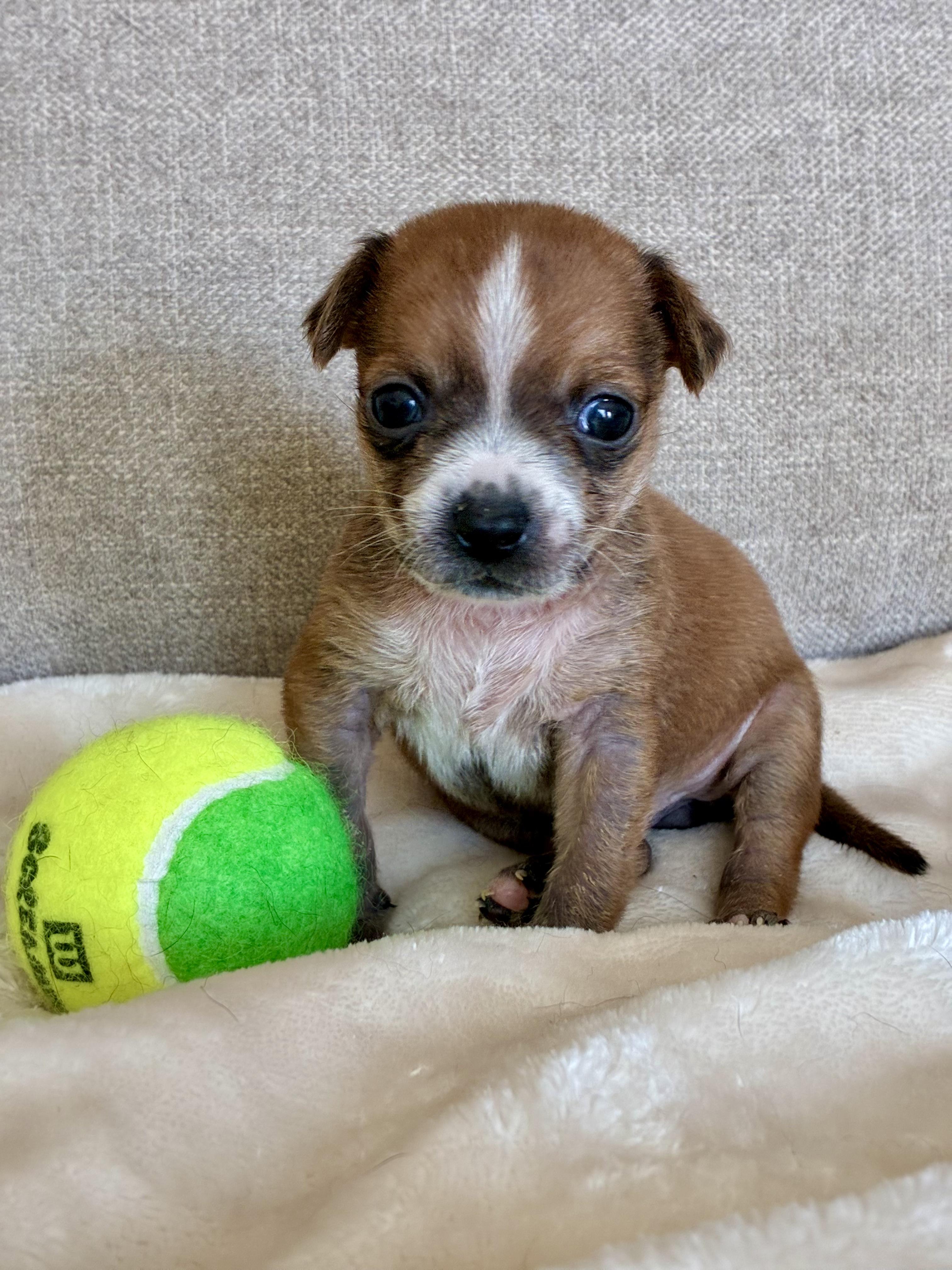 Enlarge Carl Dean, a Adoptable mixed breed in Rock Hill, SC image 5/5