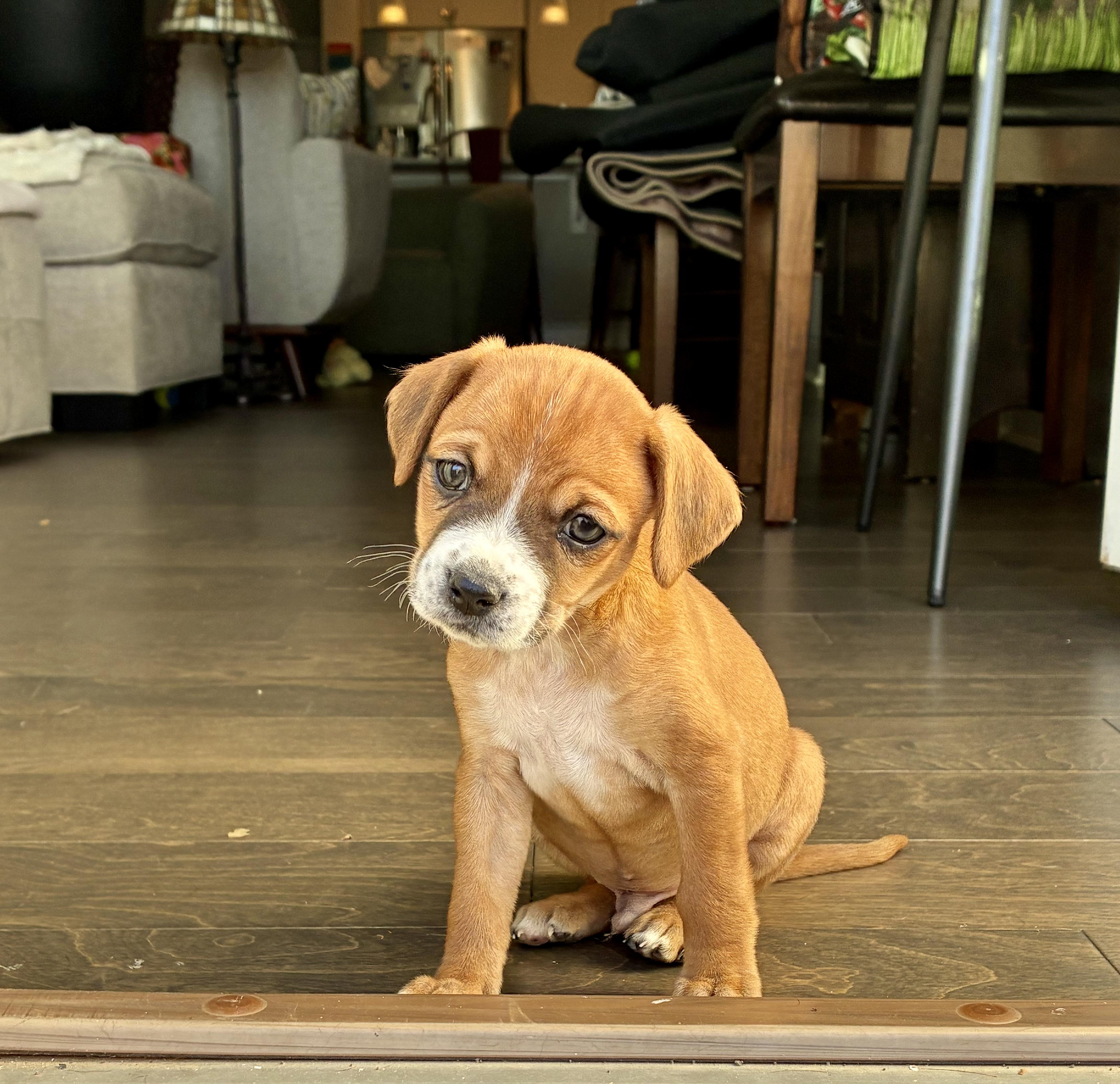 Enlarge Carl Dean, a Adoptable mixed breed in Rock Hill, SC image 1/5