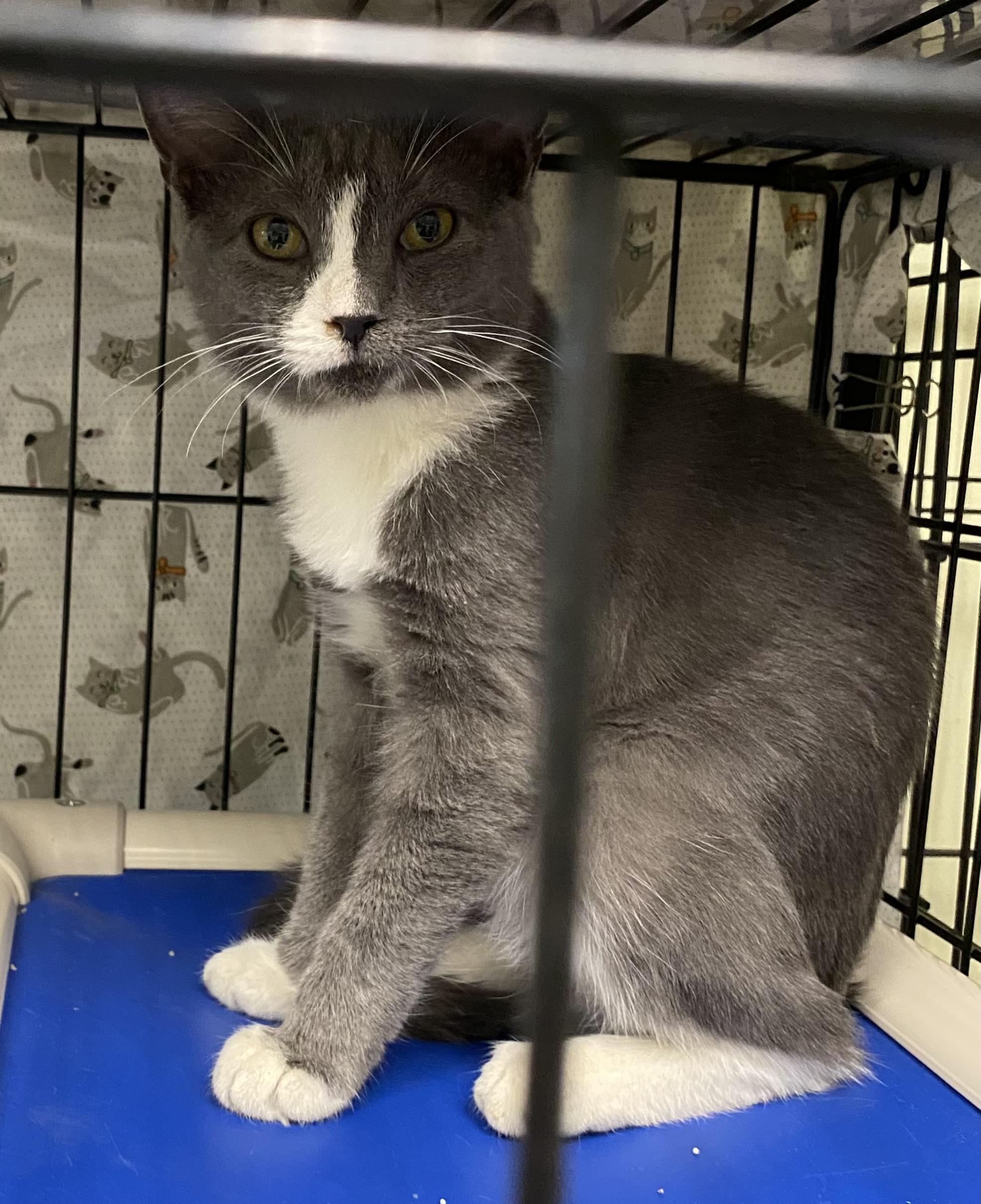 Enlarge Ben and Jerry, a ADOPTABLE Domestic Short Hair in Cape May, NJ image 2/2