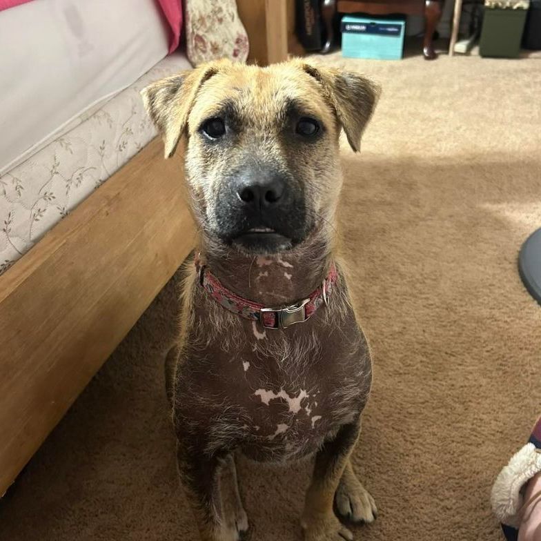 Gracie, a Adoptable mixed breed in Austin, TX image 2/8