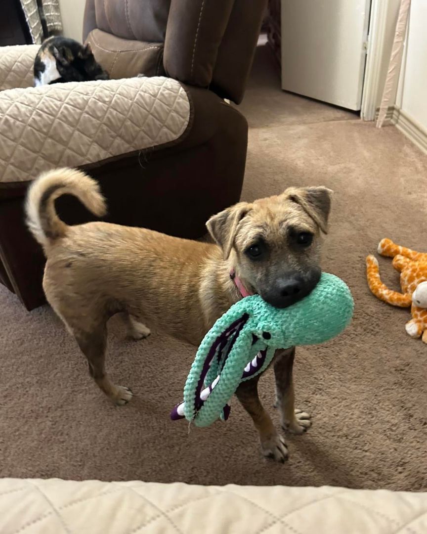 Gracie, a Adoptable mixed breed in Austin, TX image 3/8