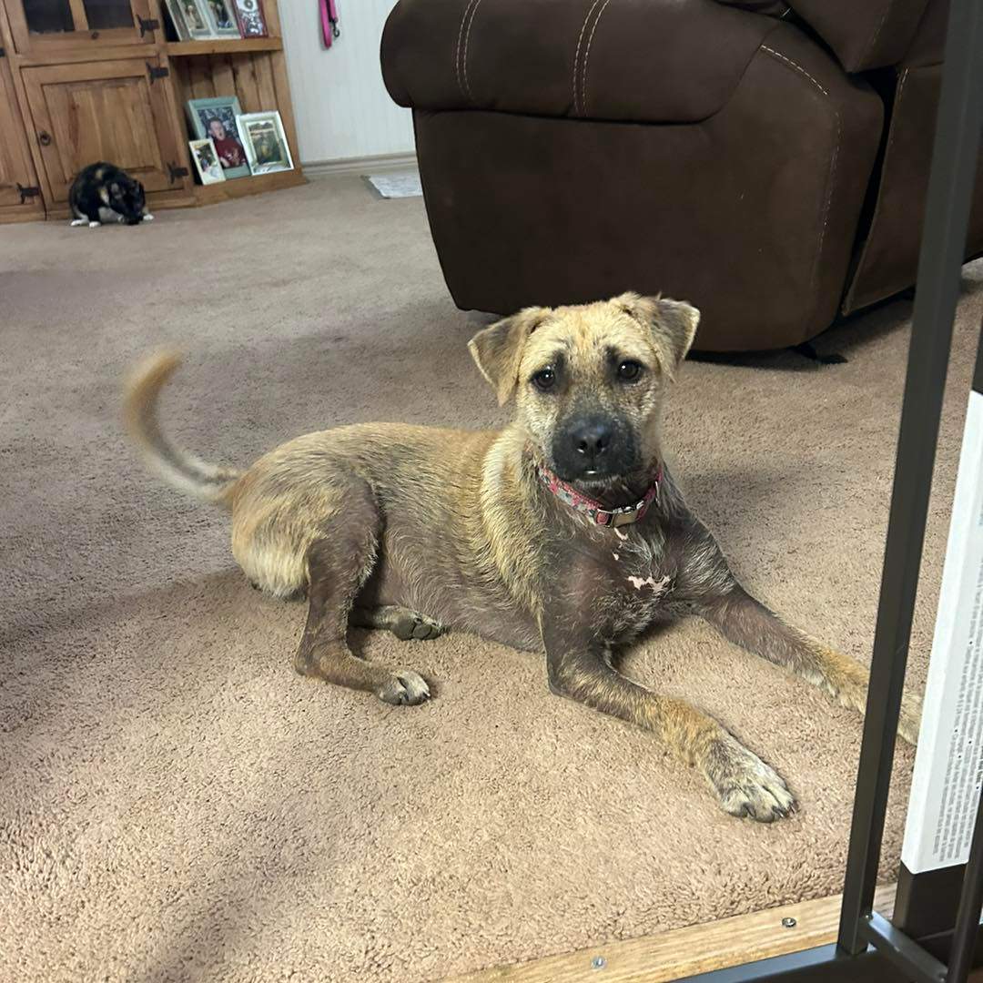 Gracie, a Adoptable mixed breed in Austin, TX image 4/8