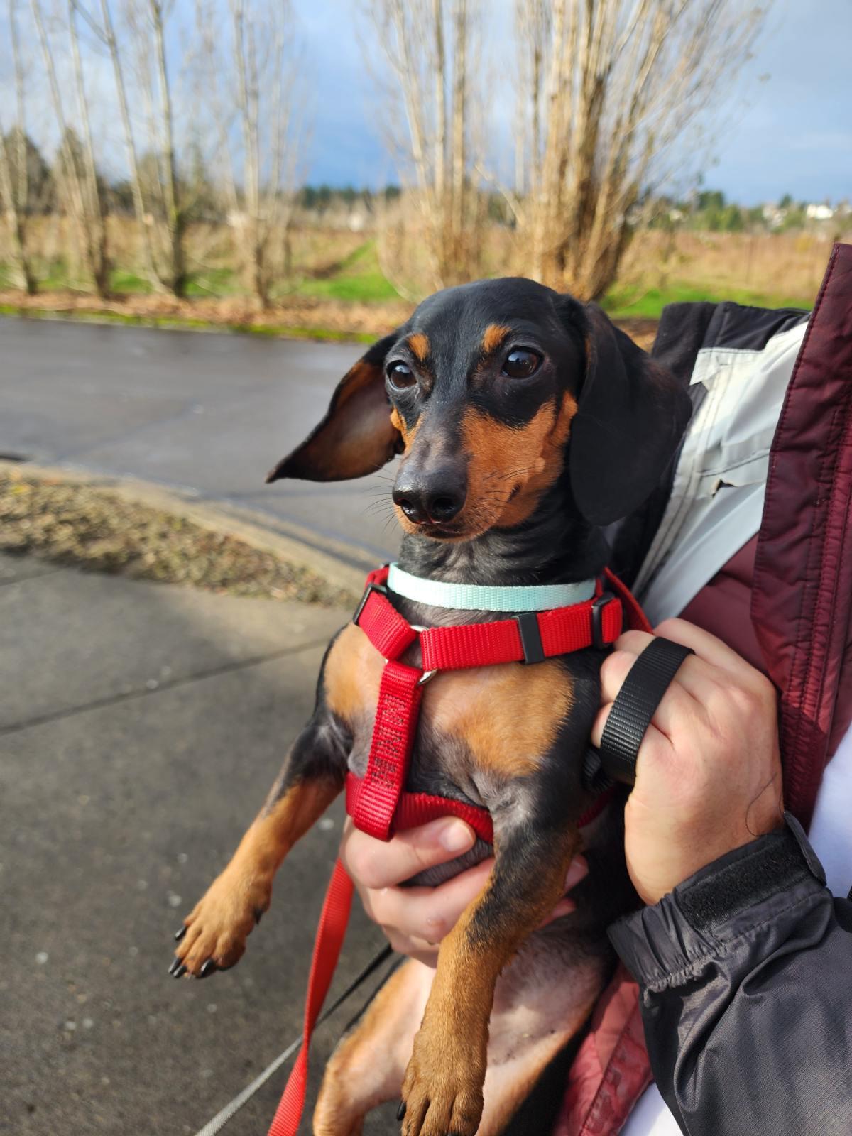 Minnie, adopted, Adult Female Dachshund.
