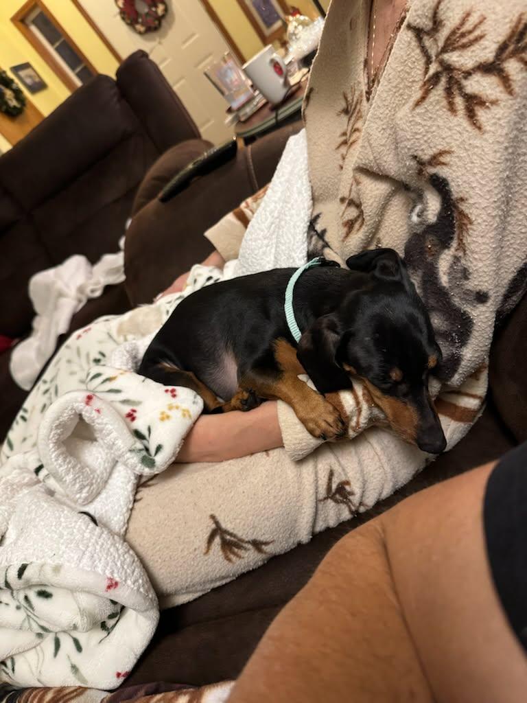 Minnie, an adopted mixed breed in Portland, OR image 3/4