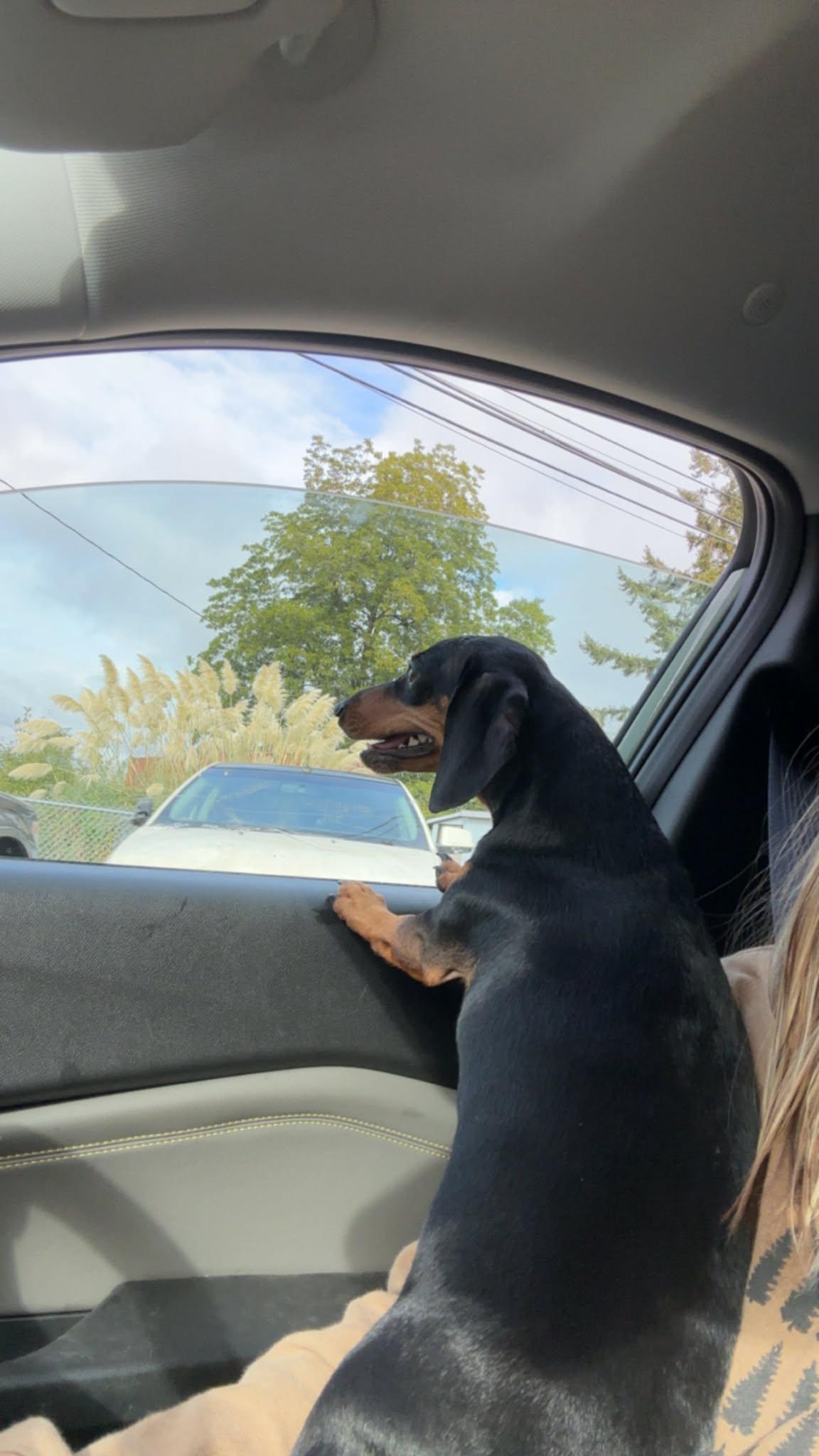 Minnie, an adopted mixed breed in Portland, OR image 4/4