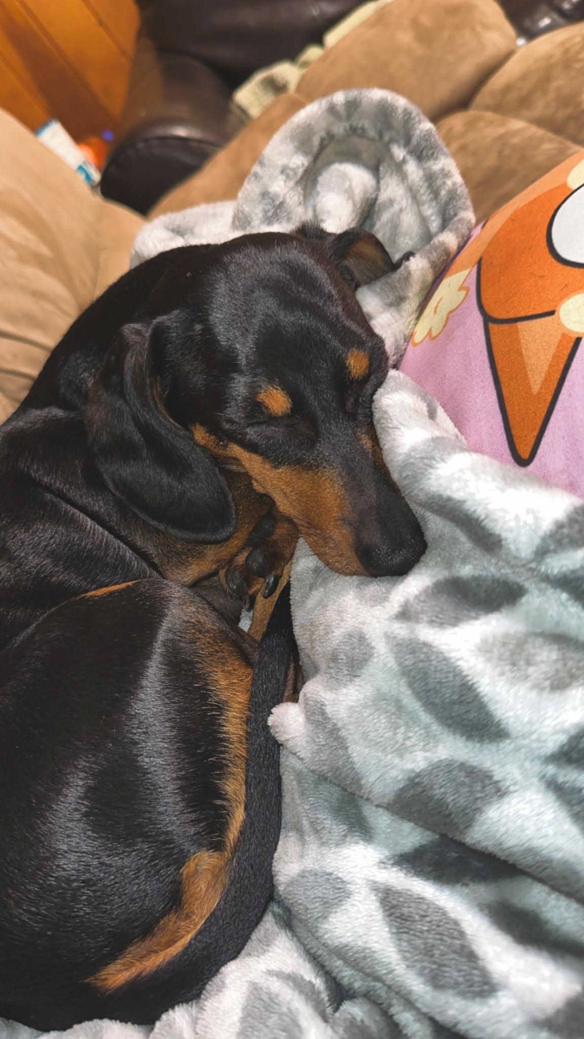 Minnie, an adopted mixed breed in Portland, OR image 2/4