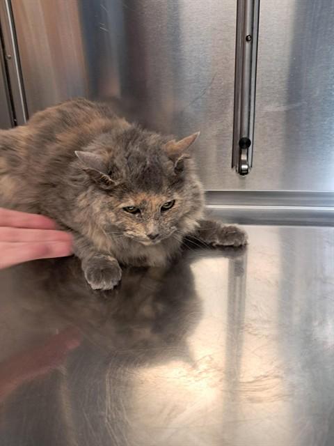 CLARA, Adoptable, Adult Female Domestic Medium Hair.