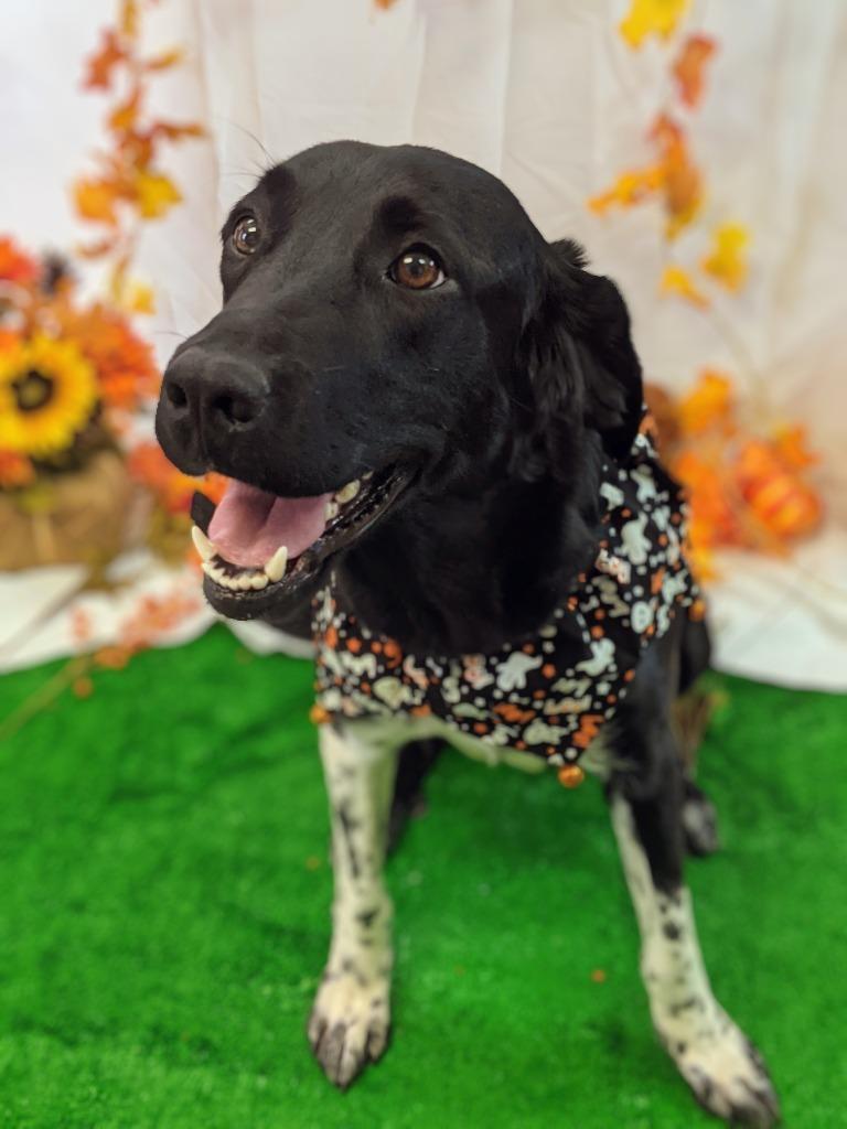Speckles, a Adoptable mixed breed in Bryant, AR image 1/4