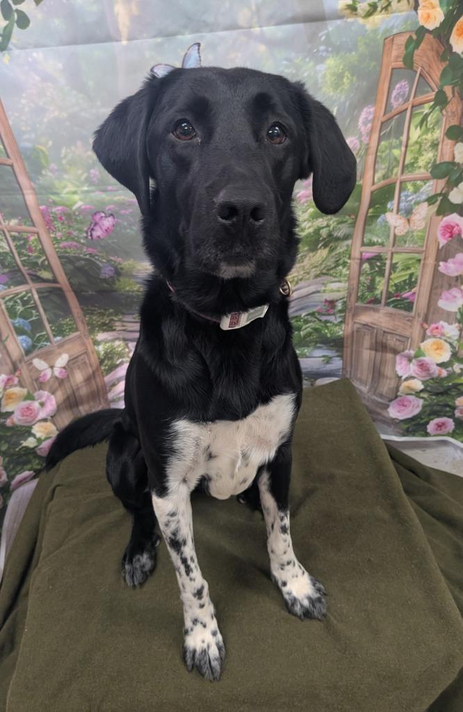 Speckles, a Adoptable mixed breed in Bryant, AR image 2/4