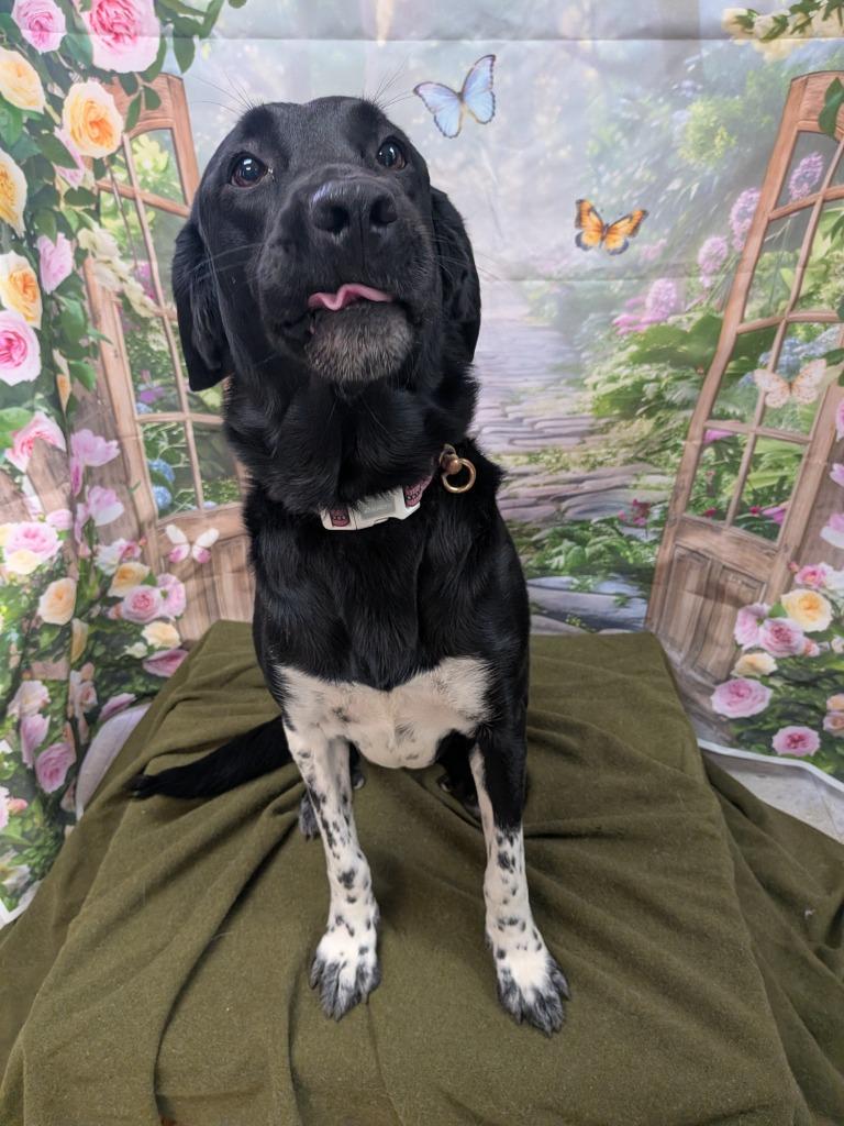 Speckles, a Adoptable mixed breed in Bryant, AR image 3/4