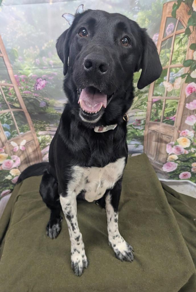 Speckles, a Adoptable mixed breed in Bryant, AR image 4/4