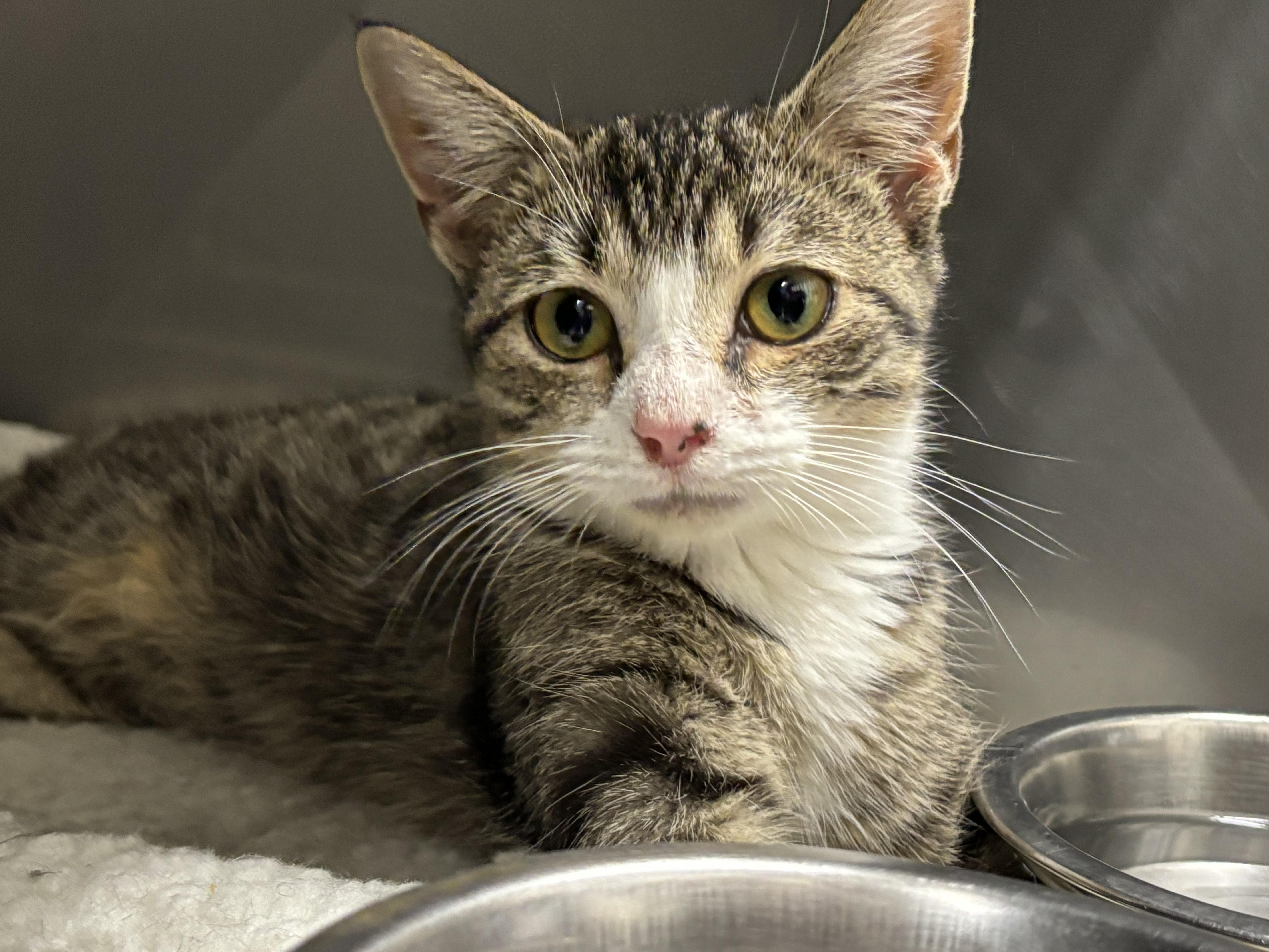 Enlarge Laverne, a Adoptable mixed breed in Bedford, VA image 1/3