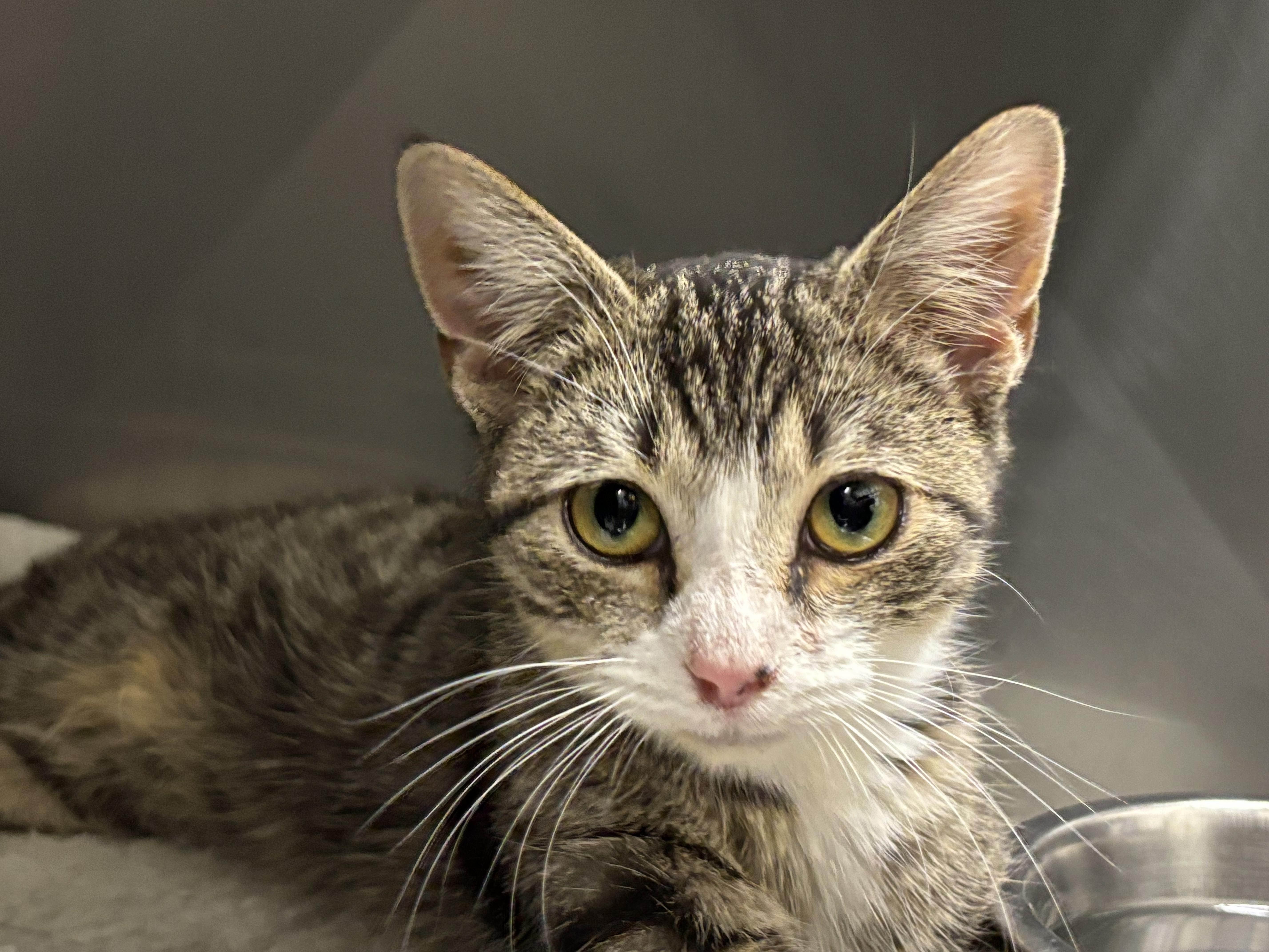 Enlarge Laverne, a Adoptable mixed breed in Bedford, VA image 2/3