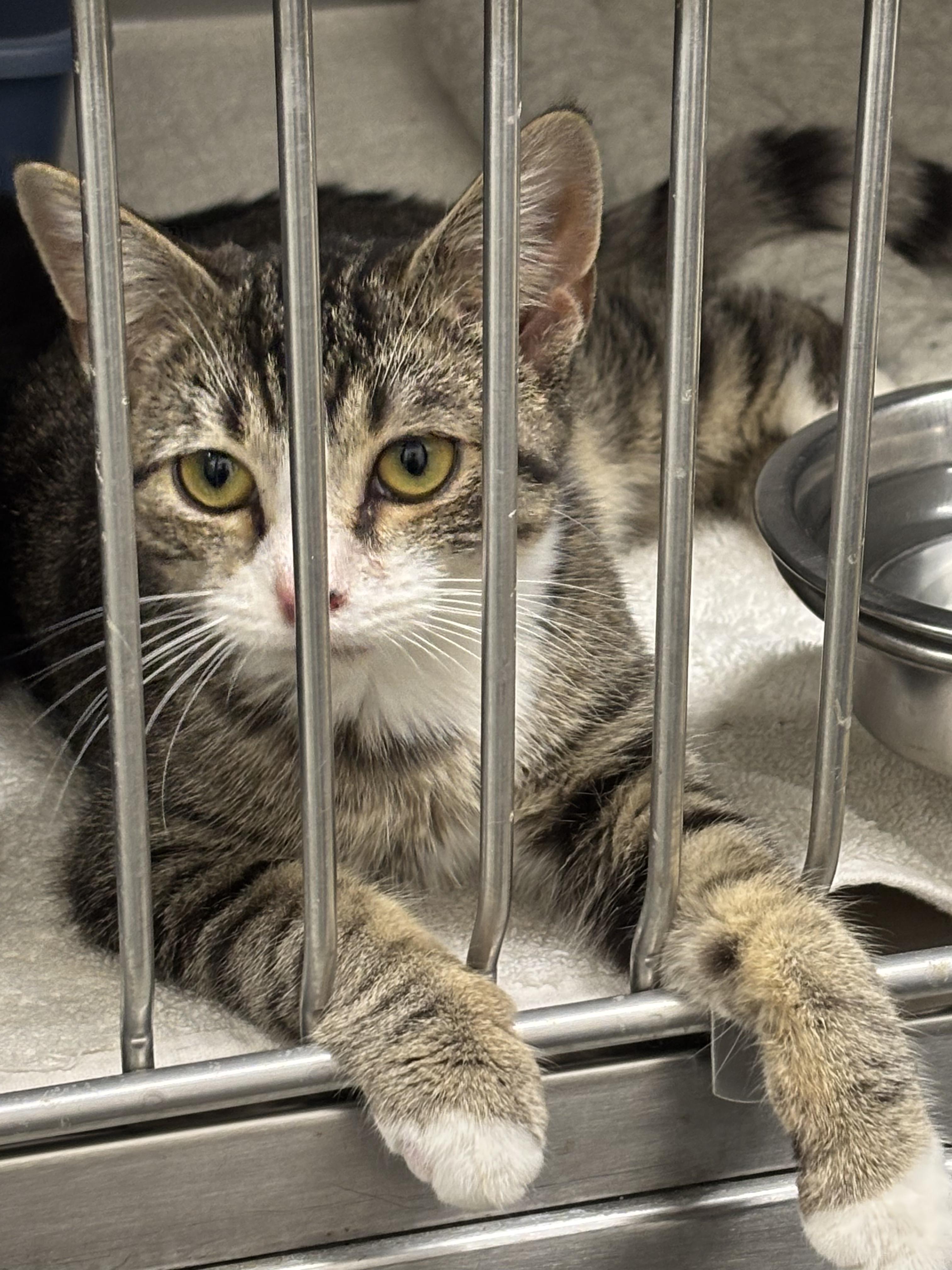 Enlarge Laverne, a Adoptable mixed breed in Bedford, VA image 3/3