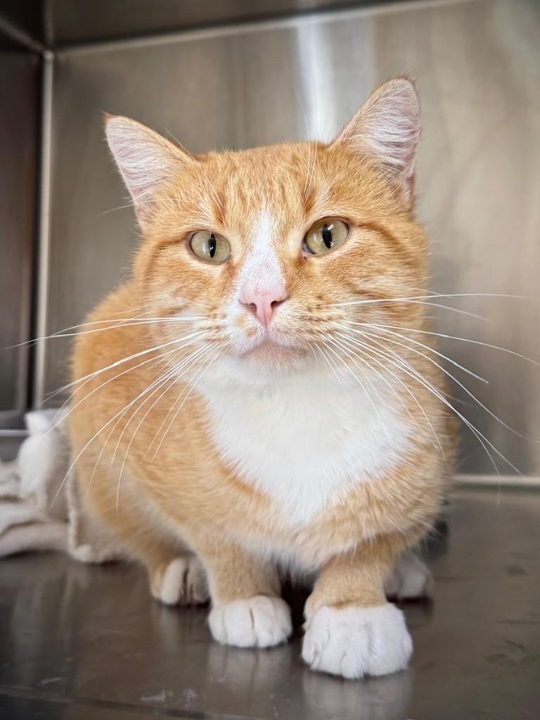 Cheddar, Adoptable, Adult Male Domestic Short Hair.